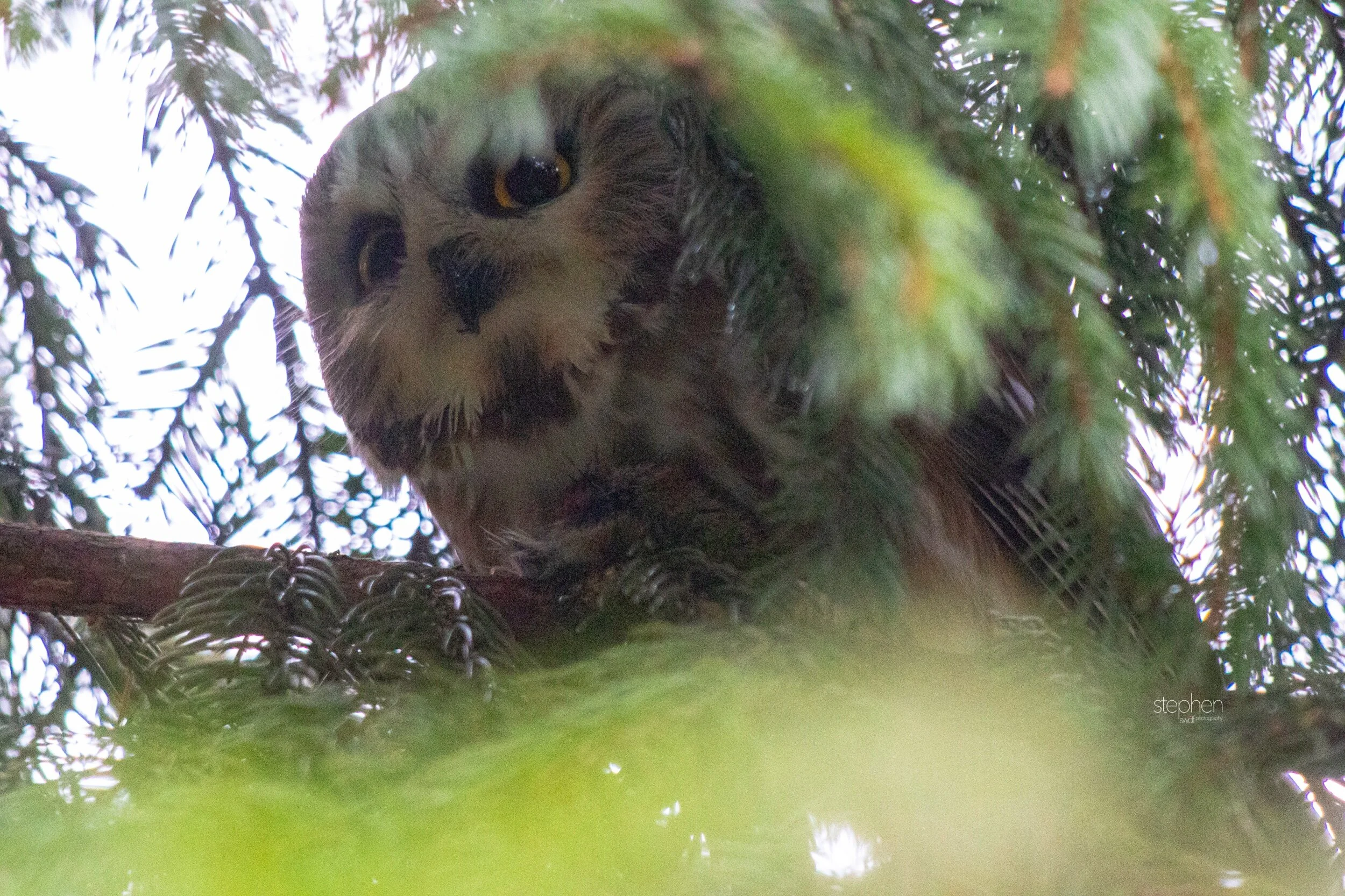 Saw Whet Owl8 - CLNP.jpeg
