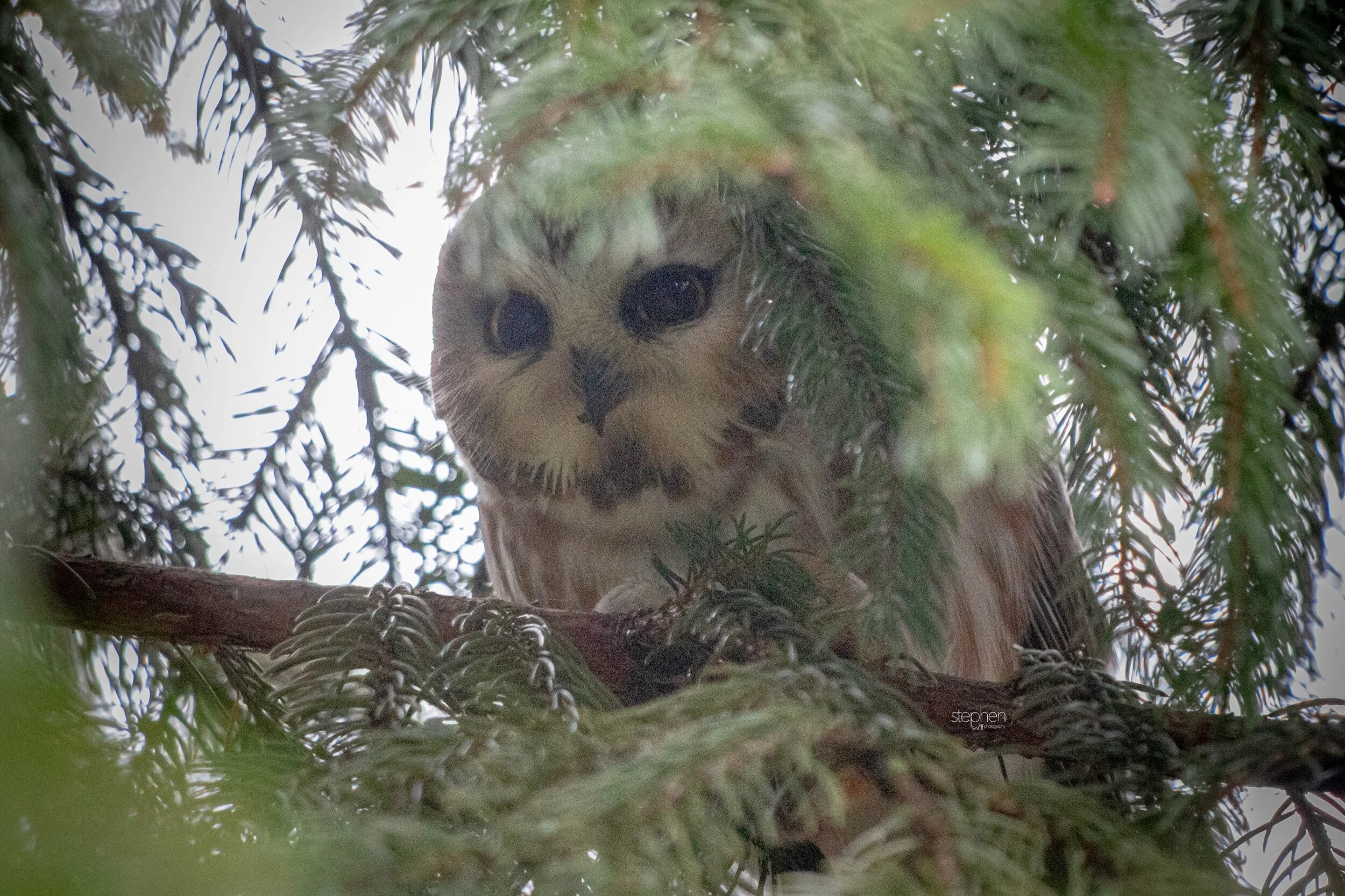 Saw Whet Owl5 - CLNP.jpeg