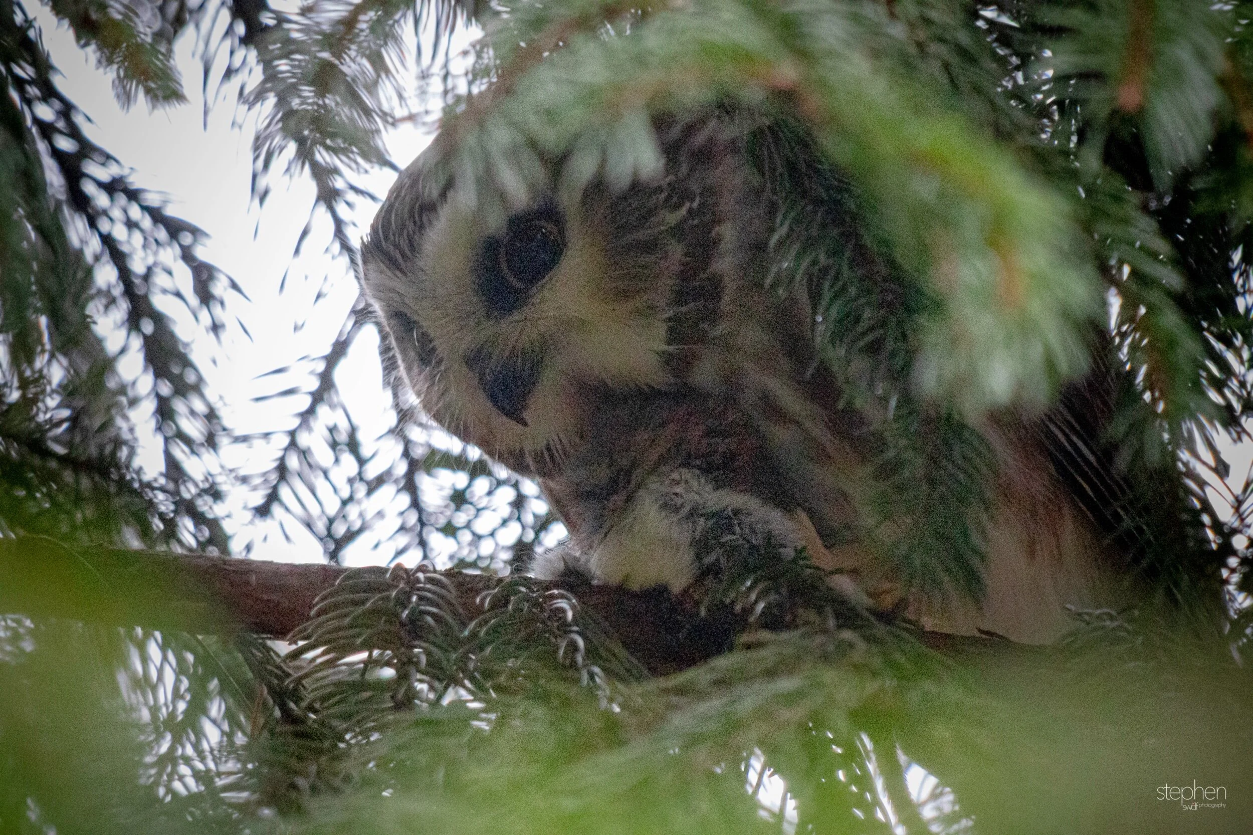 Saw Whet Owl4 - CLNP.jpeg