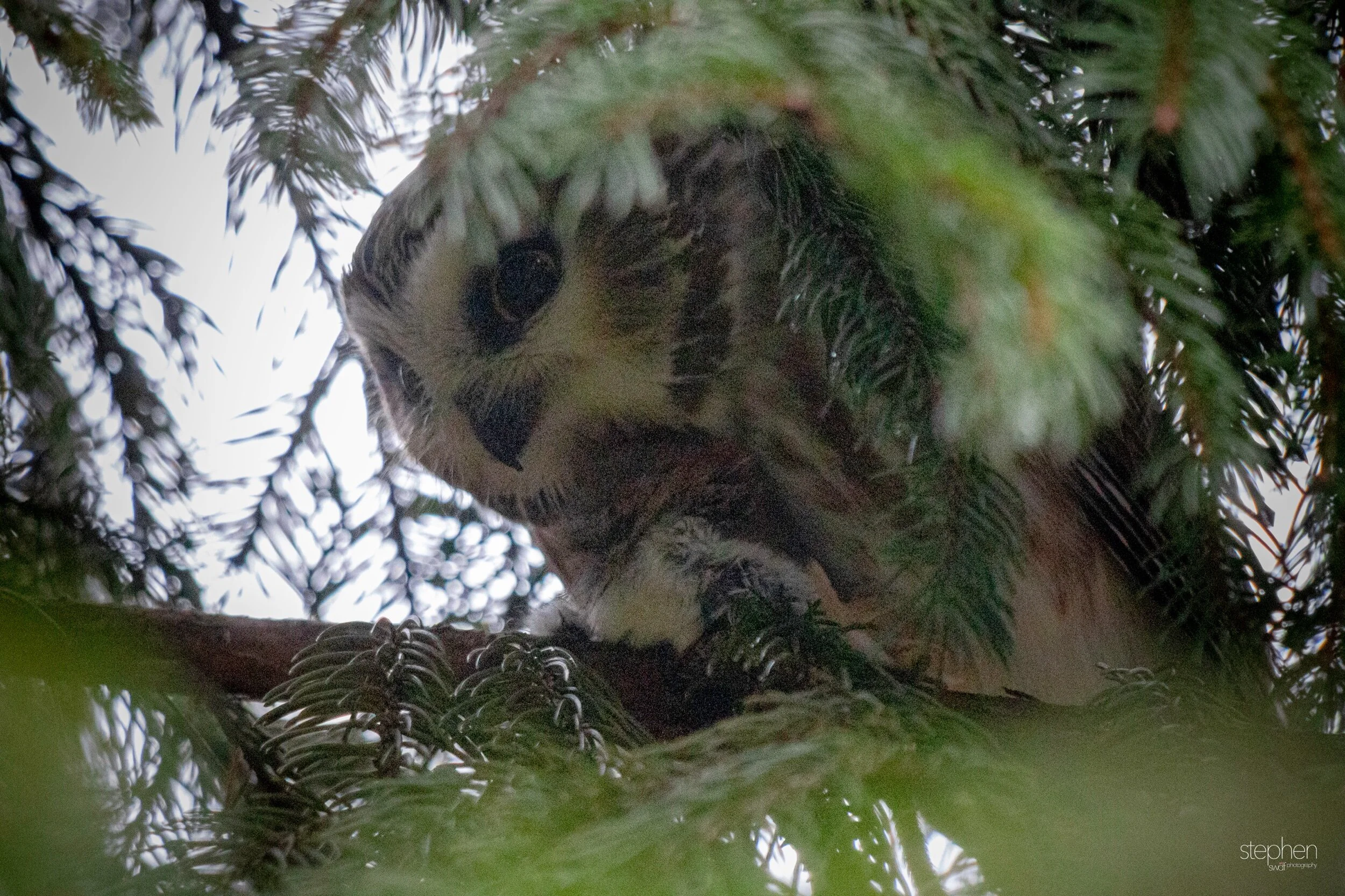 Saw Whet Owl3 - CLNP.jpeg