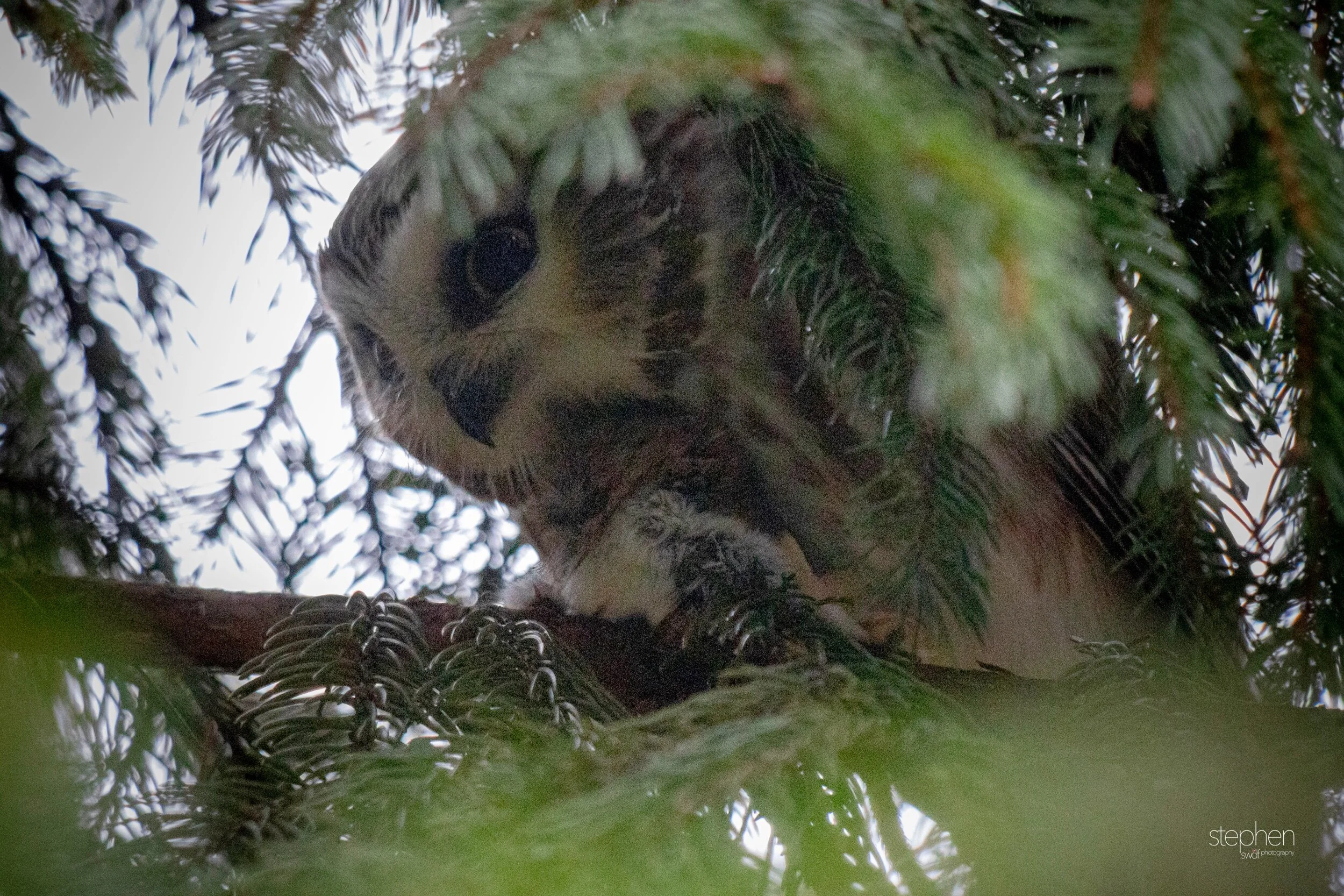 Saw Whet Owl - CLNP.jpeg