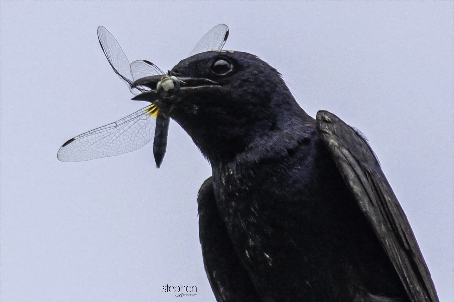 Purple Martin - Chagrin River Park.jpeg