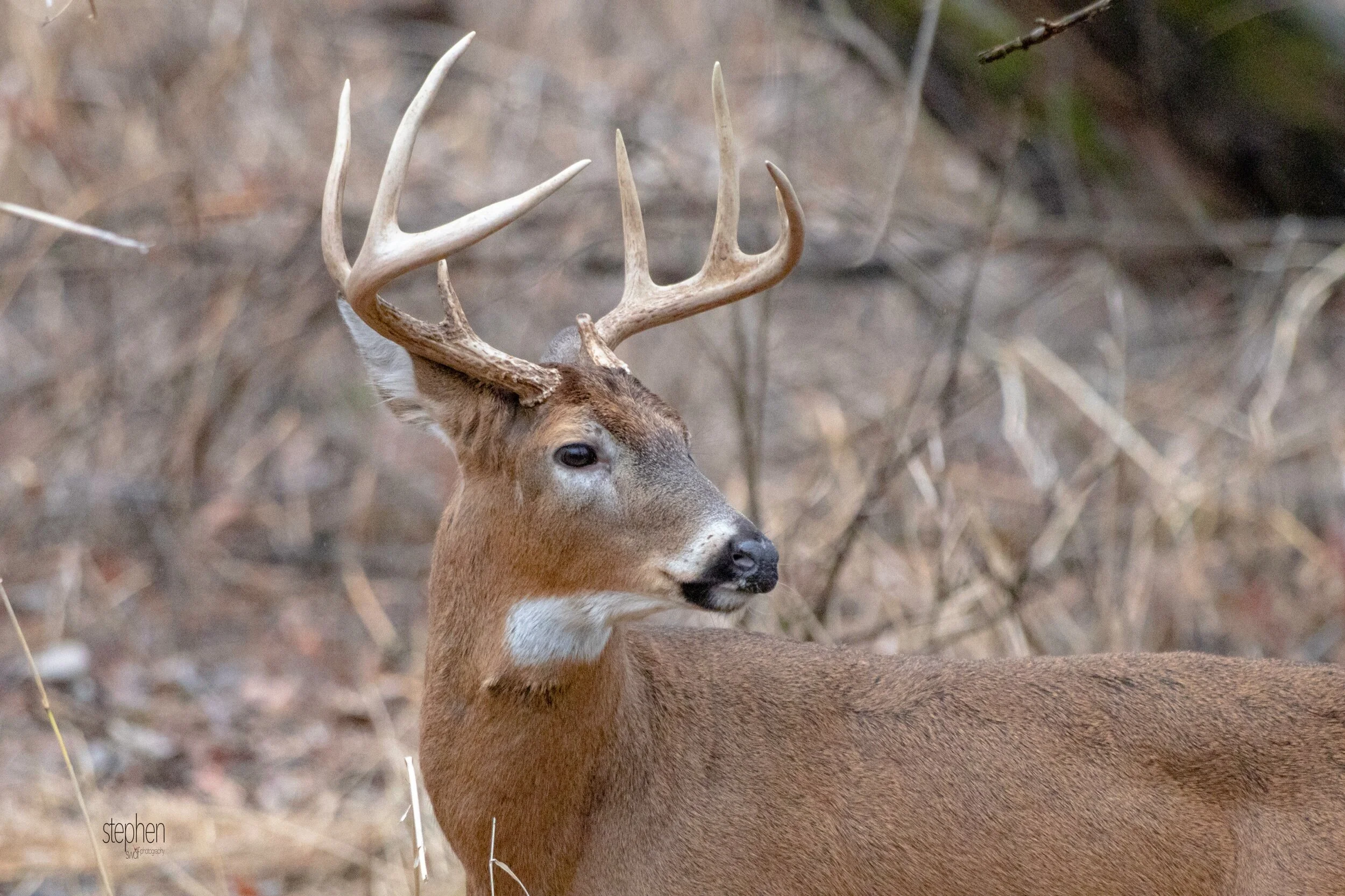 Deer Horizontal - CLNP.jpeg