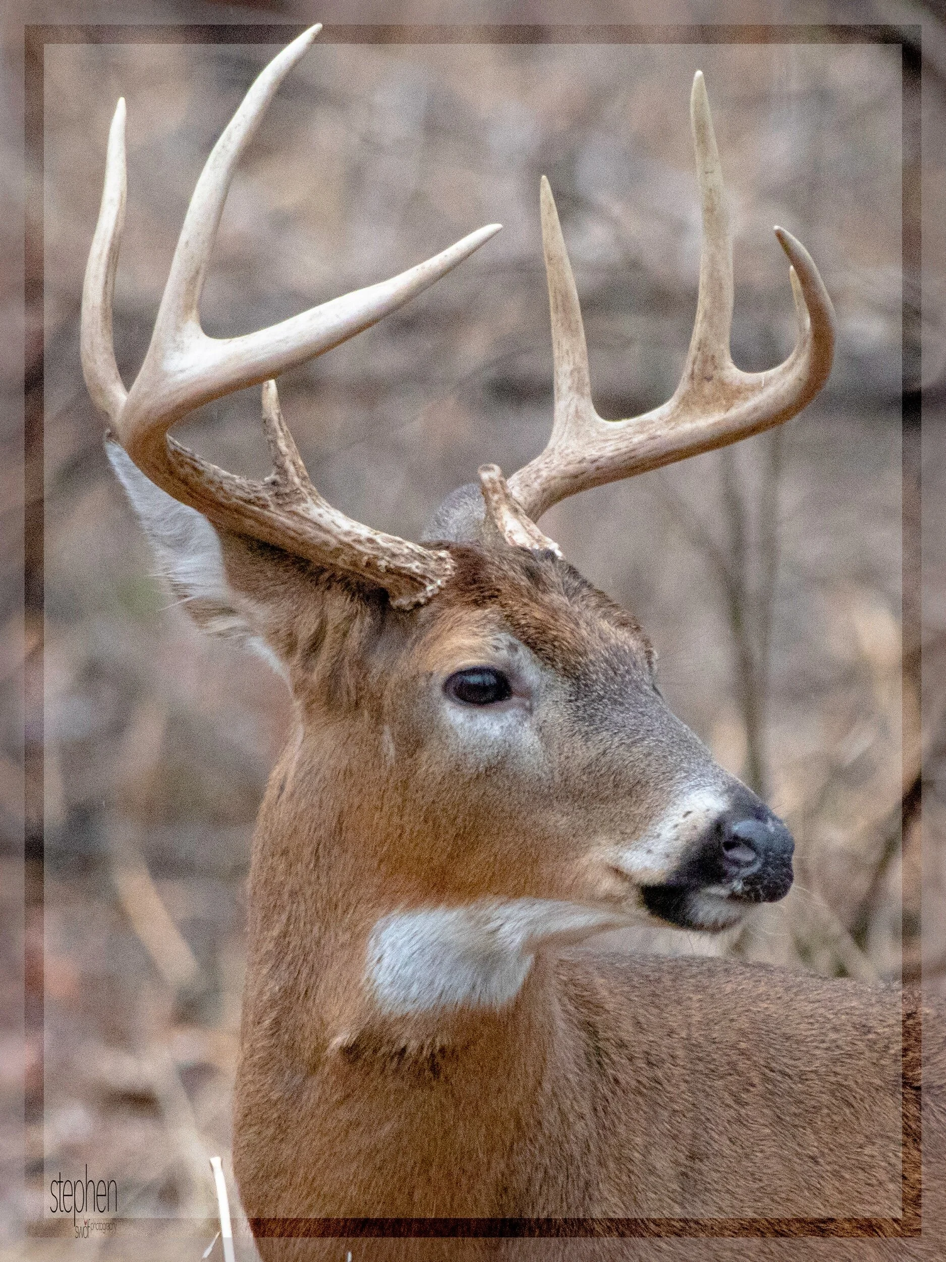 Deer Portrait Framed - CLNP.jpeg