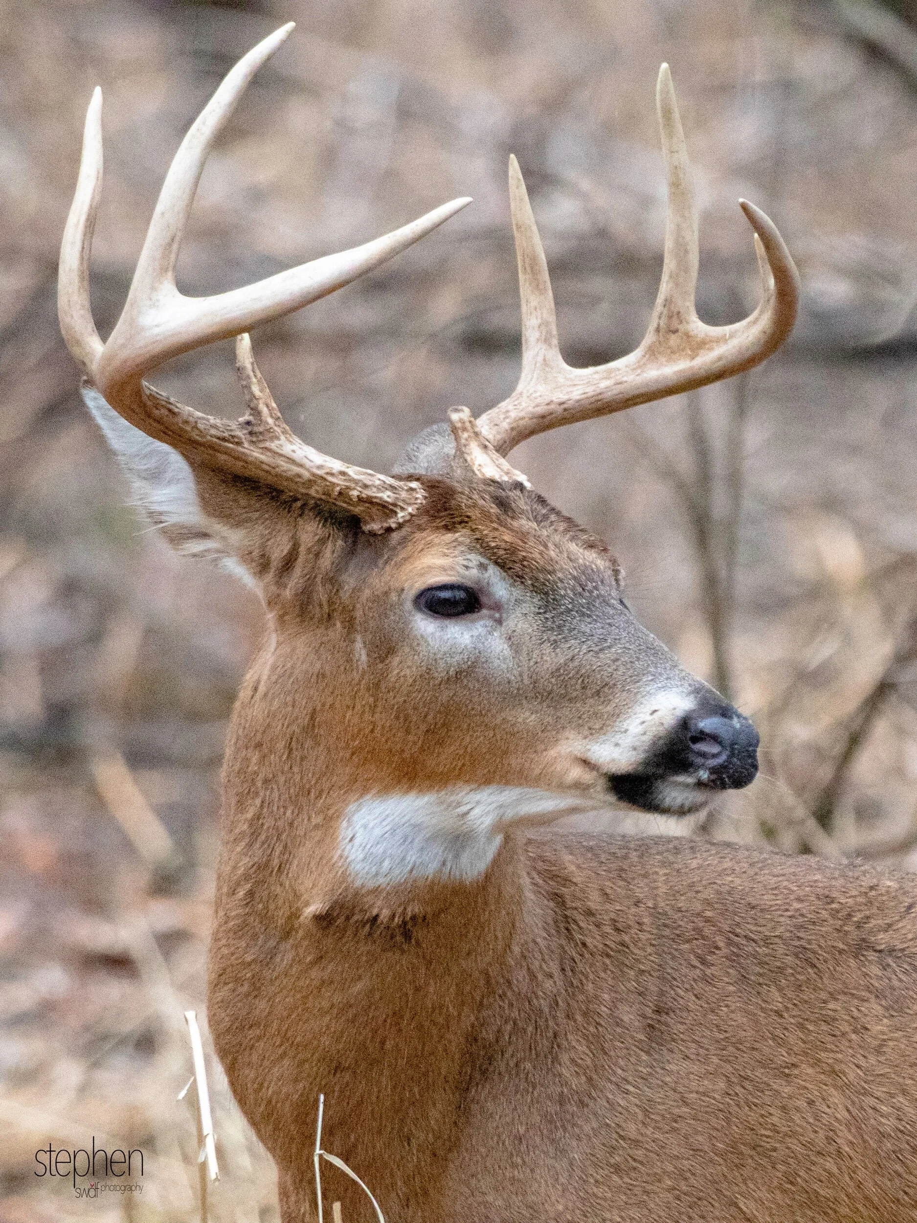 Deer Vertical - CLNP.jpeg