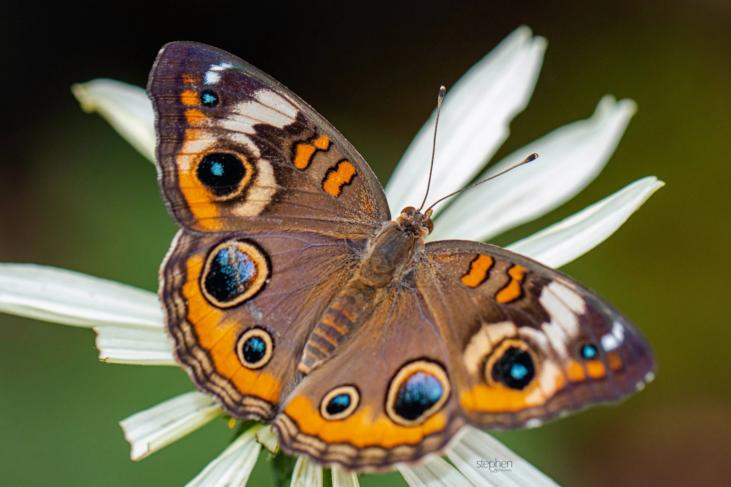 Common Buckeye Butterfly.jpeg