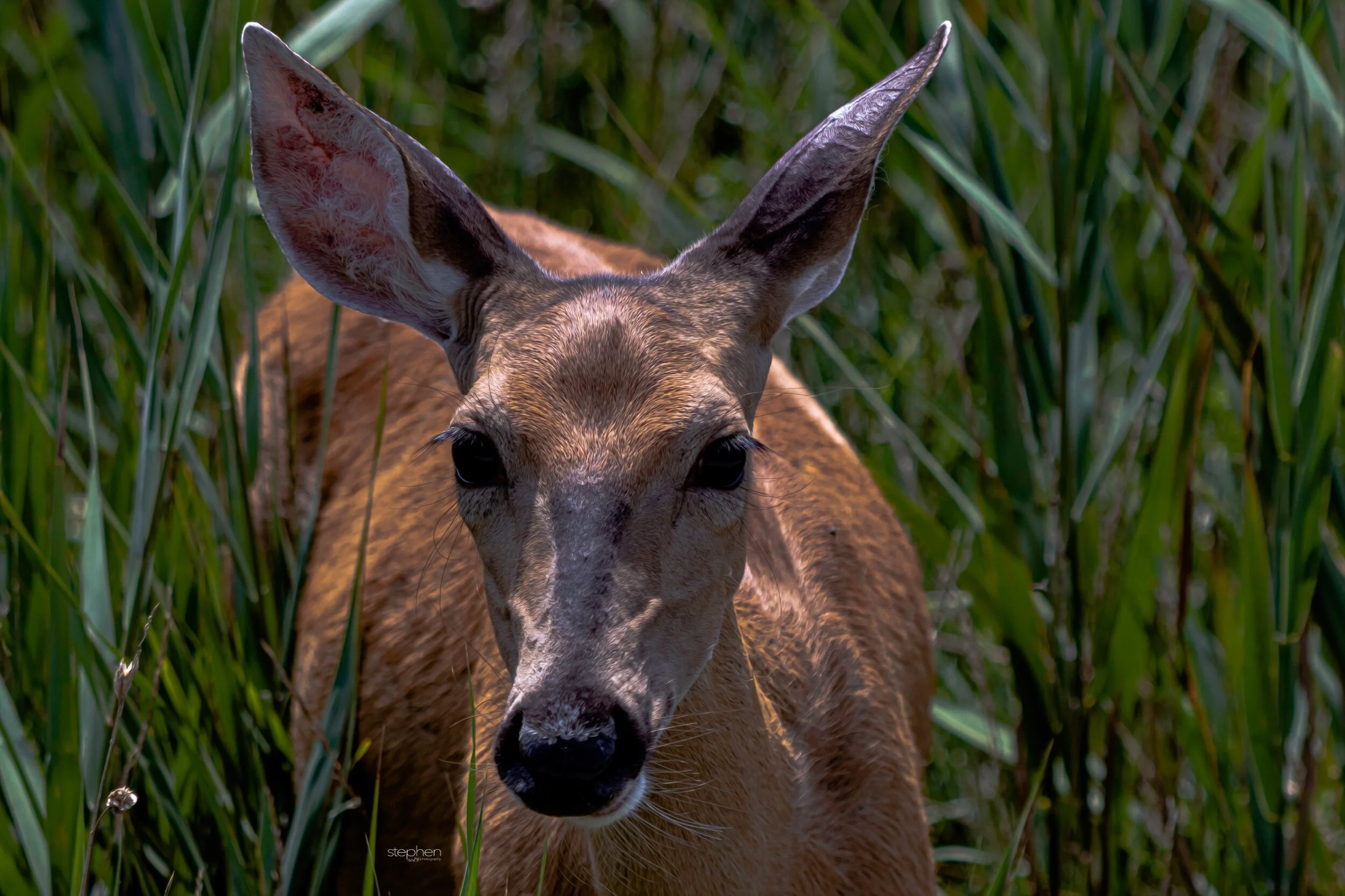Deer Oil - Chagrin River Park.jpeg