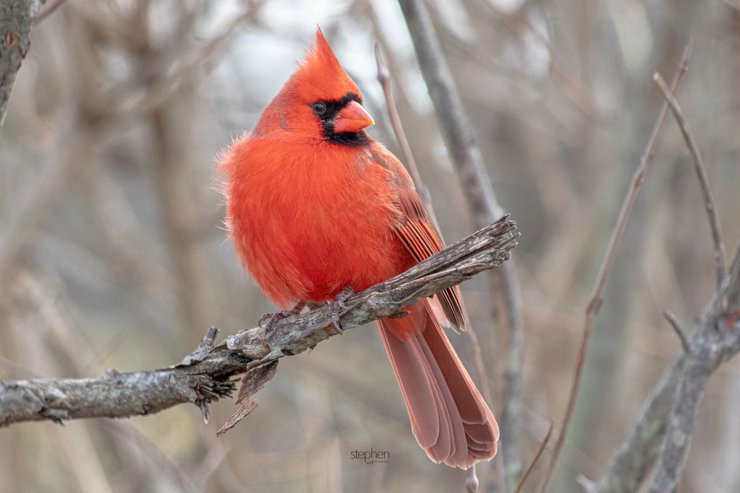 Benjamin Cardinal3 - Sheldons Marsh.jpeg