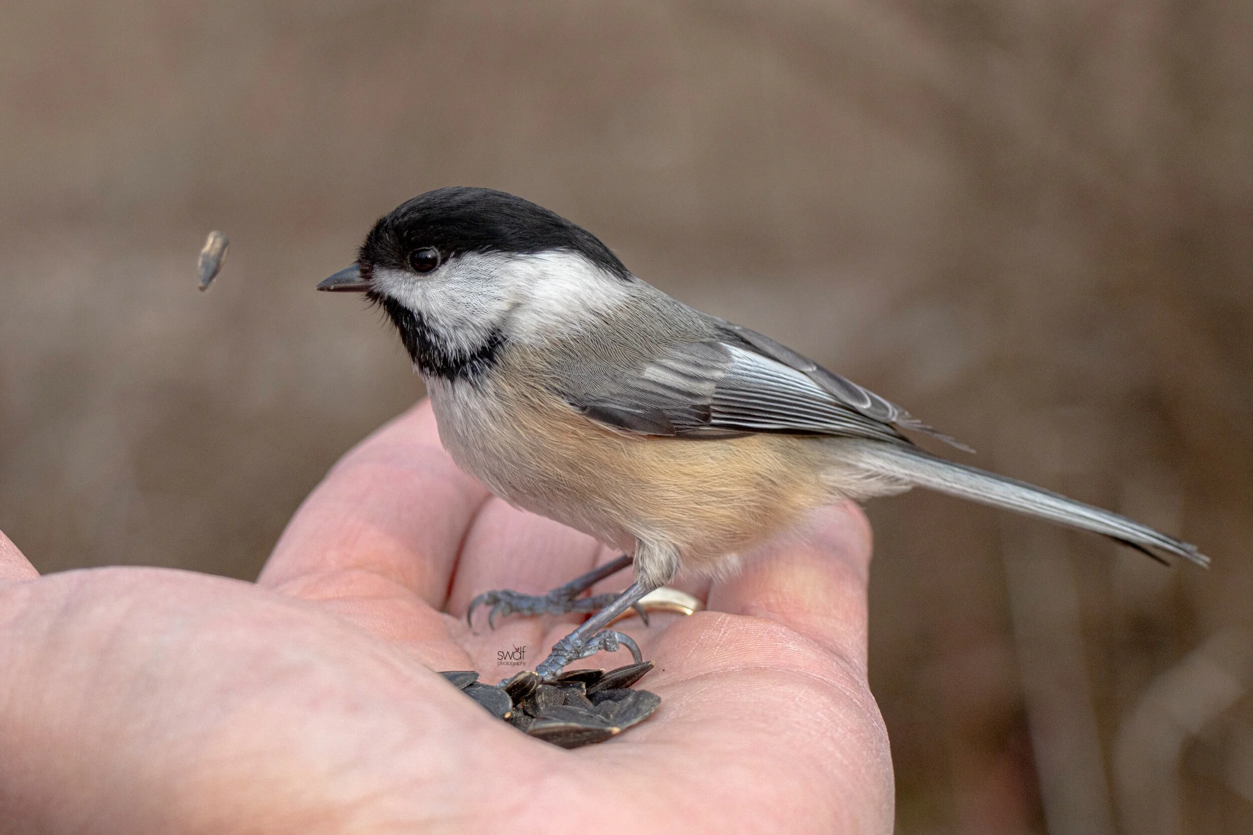Chickadee3 - Sheldons Marsh.jpeg