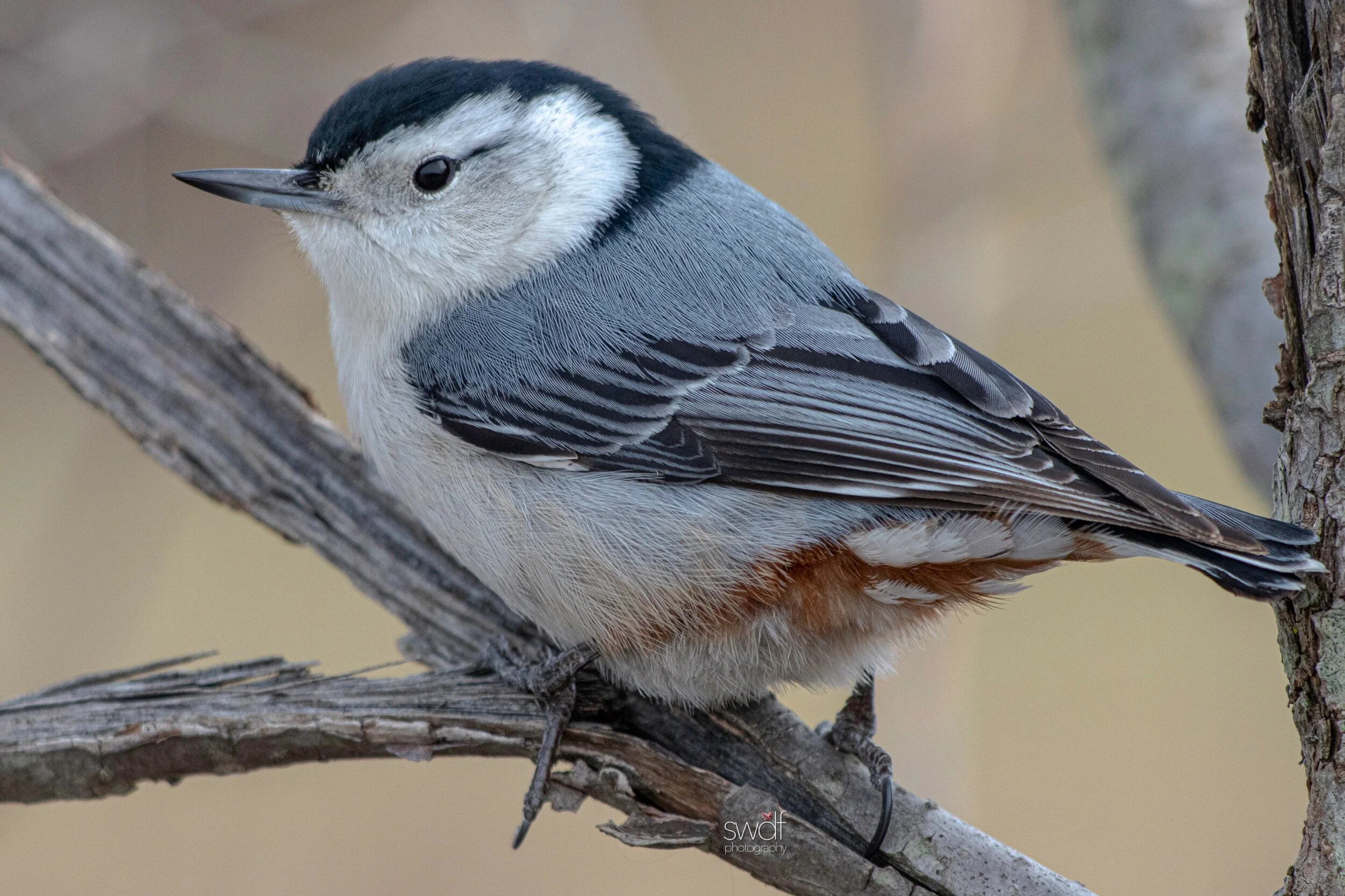 White-Breasted Nuthatch3 - Sheldons Marsh.jpeg