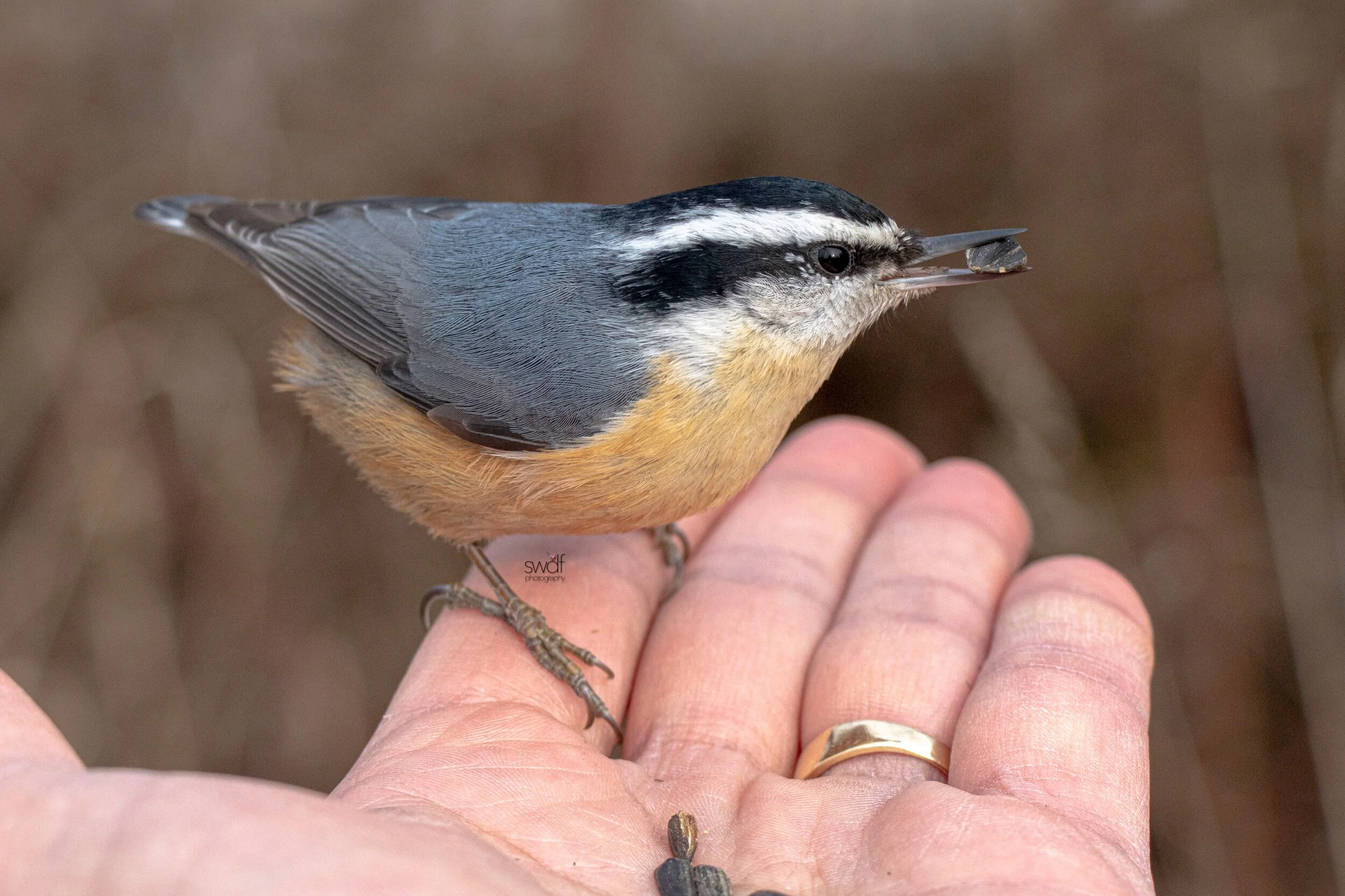 Red-Breasted Nuthatch8 - Sheldons Marsh.jpeg