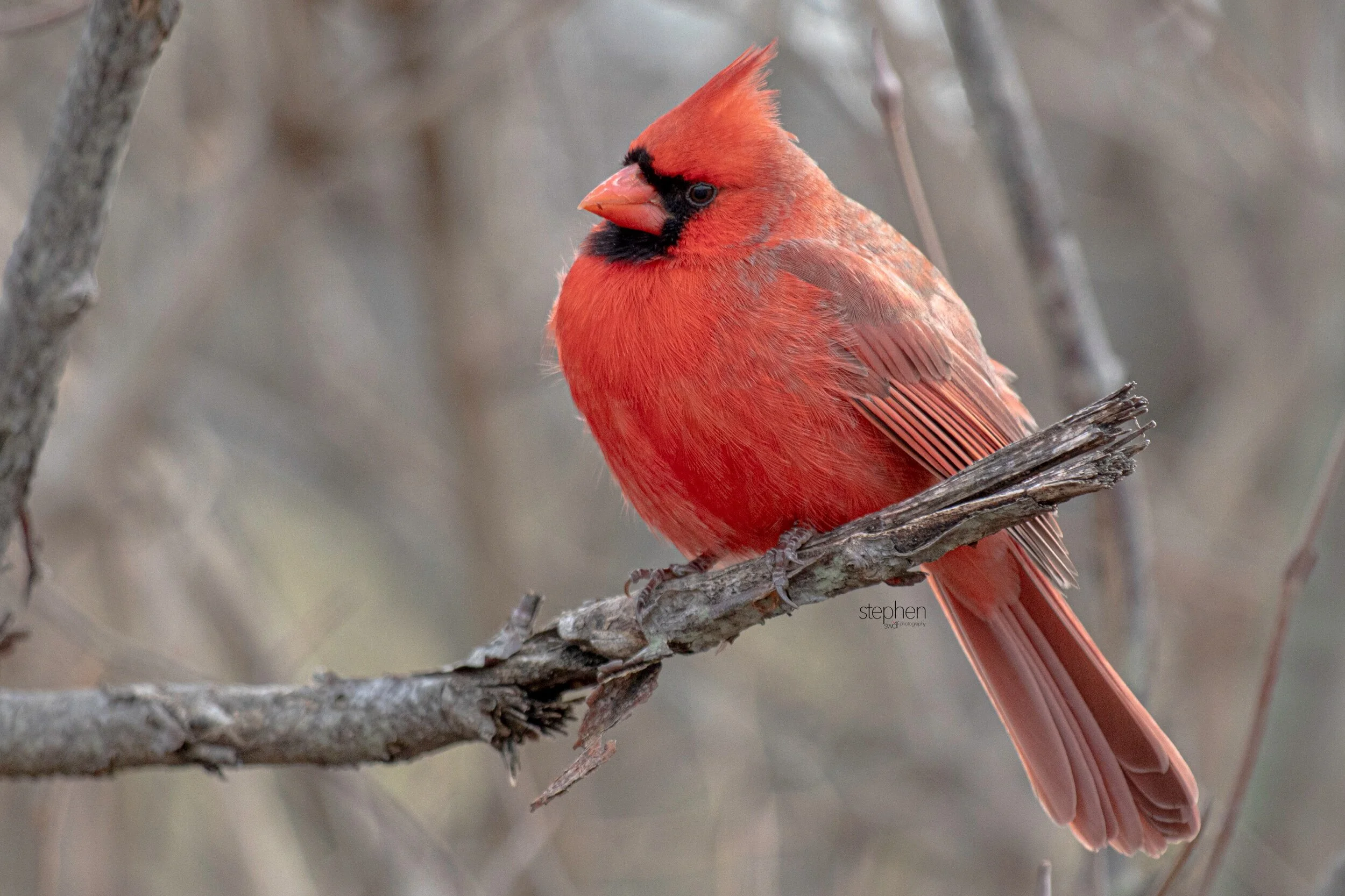 Benjamin Cardinal2 - Sheldons Marsh.jpeg
