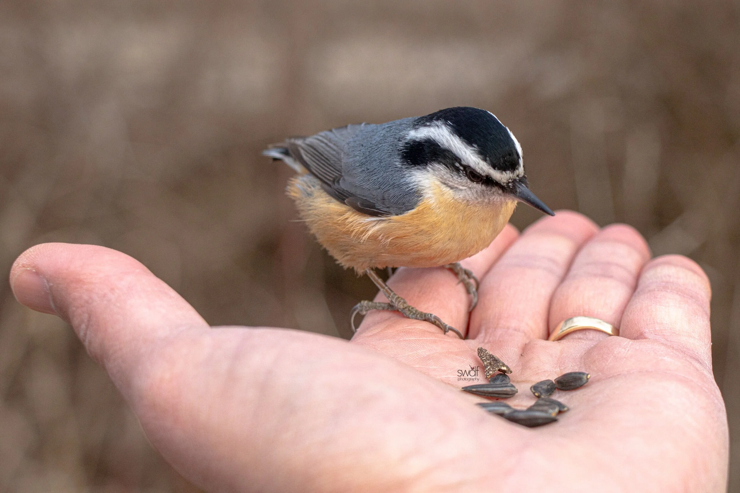Red-Breasted Nuthatch6 - Sheldons Marsh.jpeg