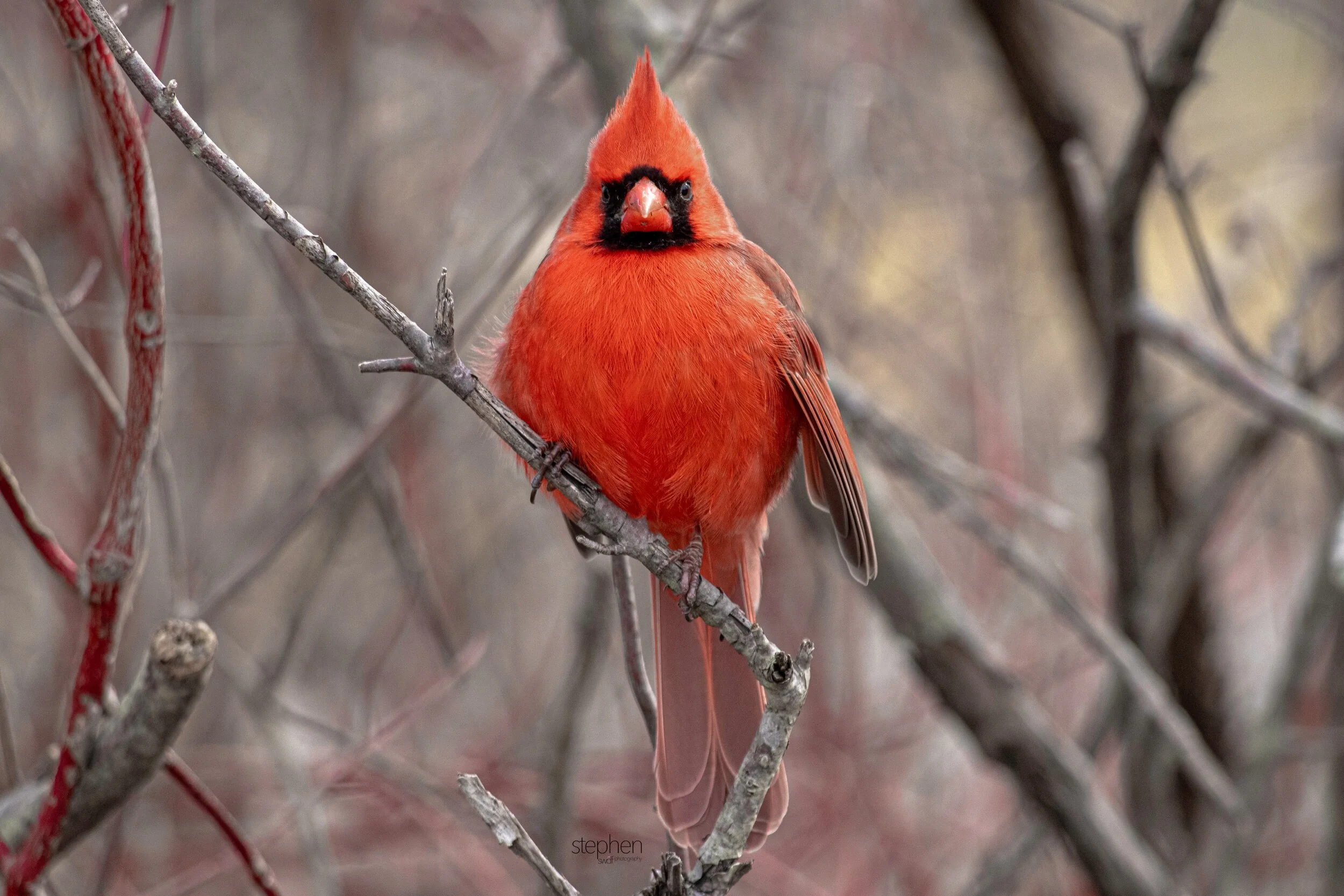 Benjamin Cardinal8 - Sheldons Marsh.jpeg