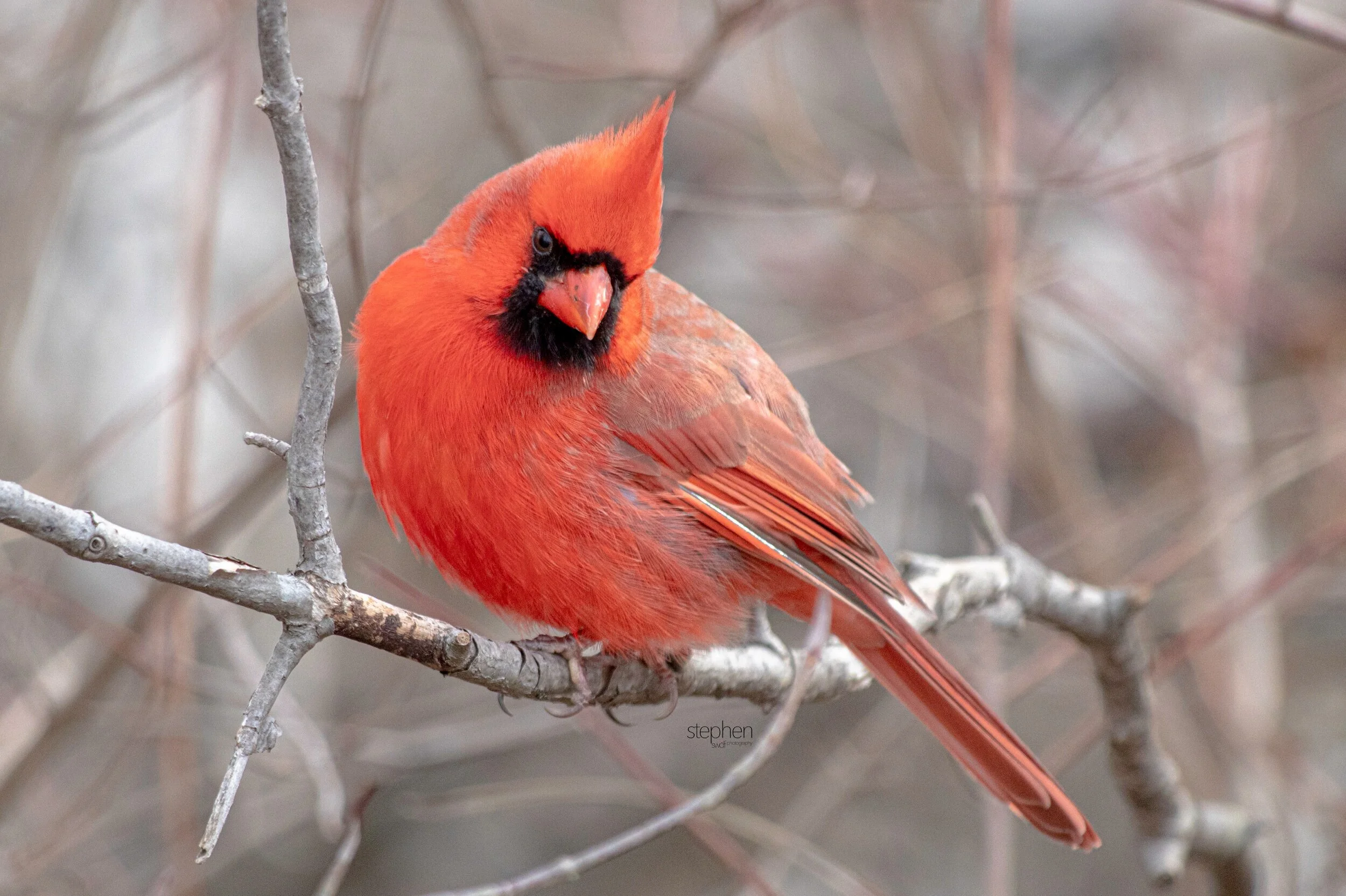 Benjamin Cardinal6 - Sheldons Marsh.jpeg