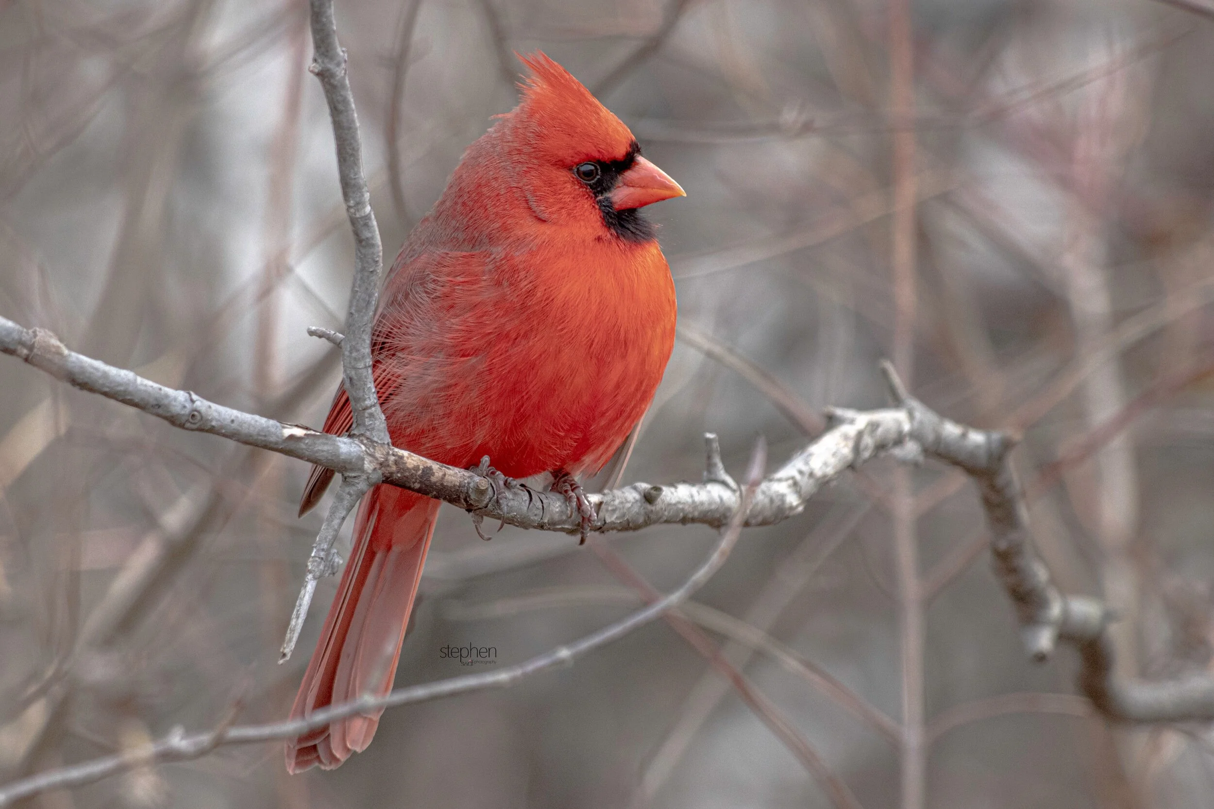 Benjamin Cardinal7 - Sheldons Marsh.jpeg