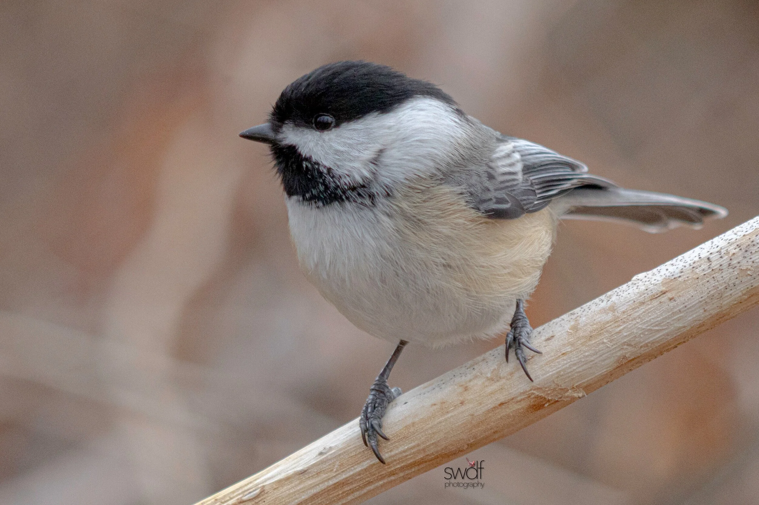 Chickadee - Sheldons Marsh.jpeg