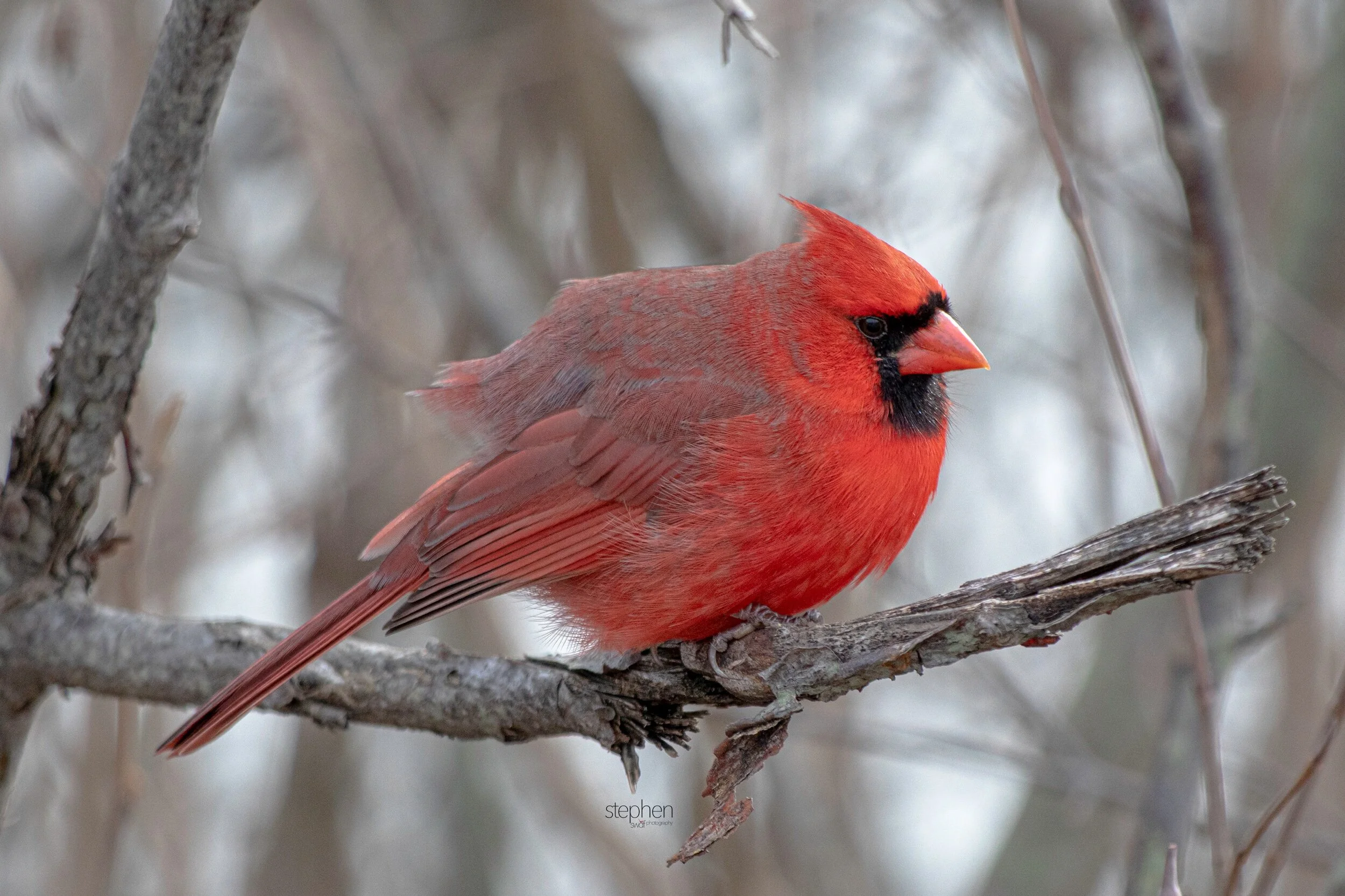 Benjamin Cardinal - Sheldons Marsh.jpeg