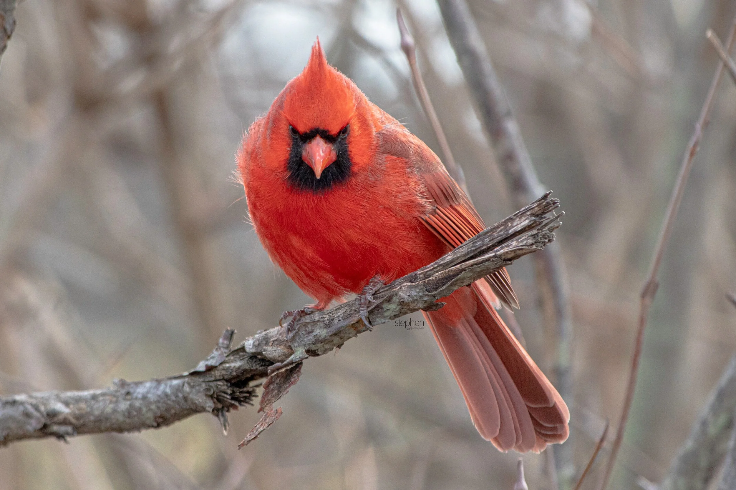 Benjamin Cardinal4 - Sheldons Marsh.jpeg