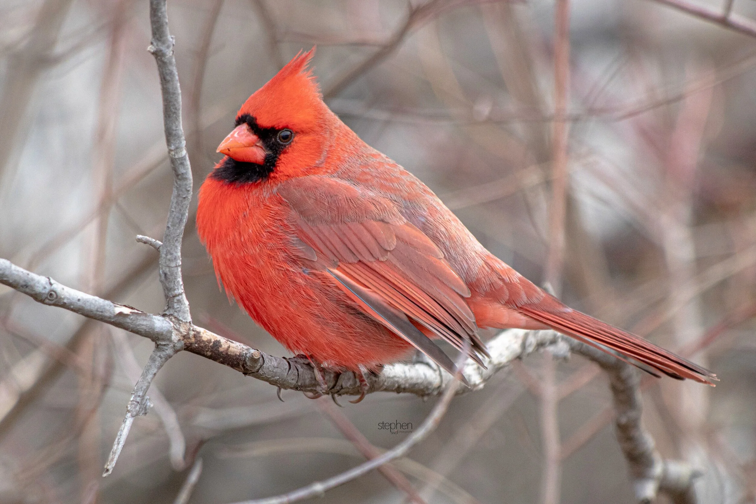 Benjamin Cardinal5 - Sheldons Marsh.jpeg