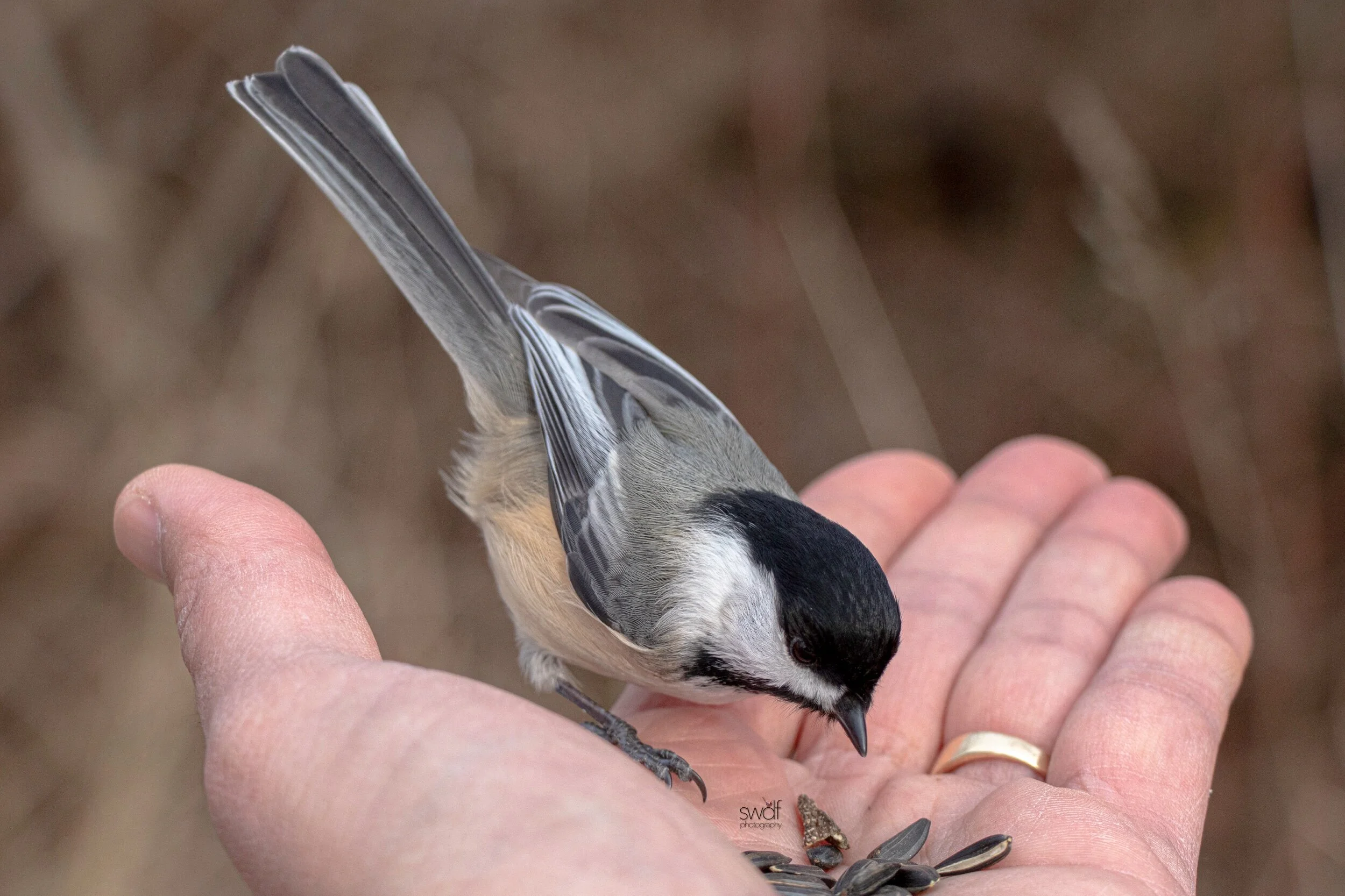 Chickadee2 - Sheldons Marsh.jpeg