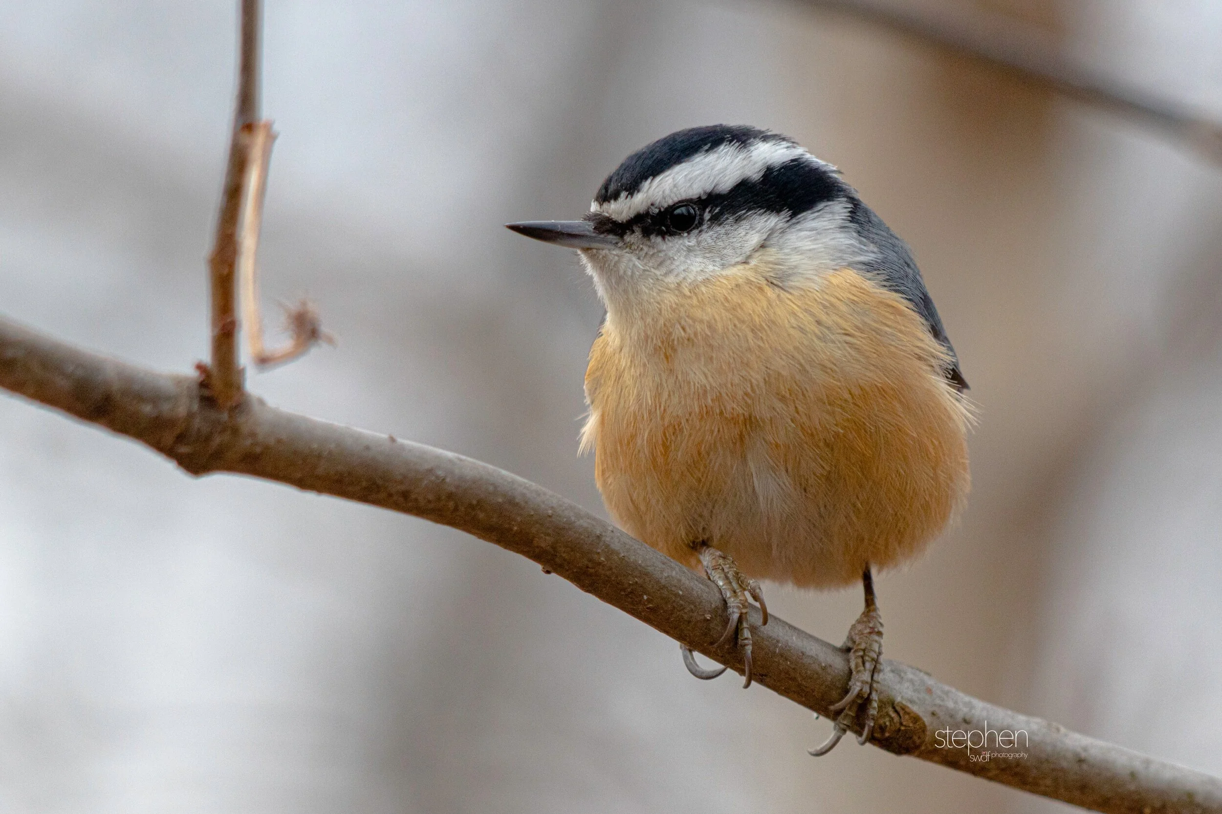 Red-Breasted Nuthatch - Sheldons Marsh.jpeg