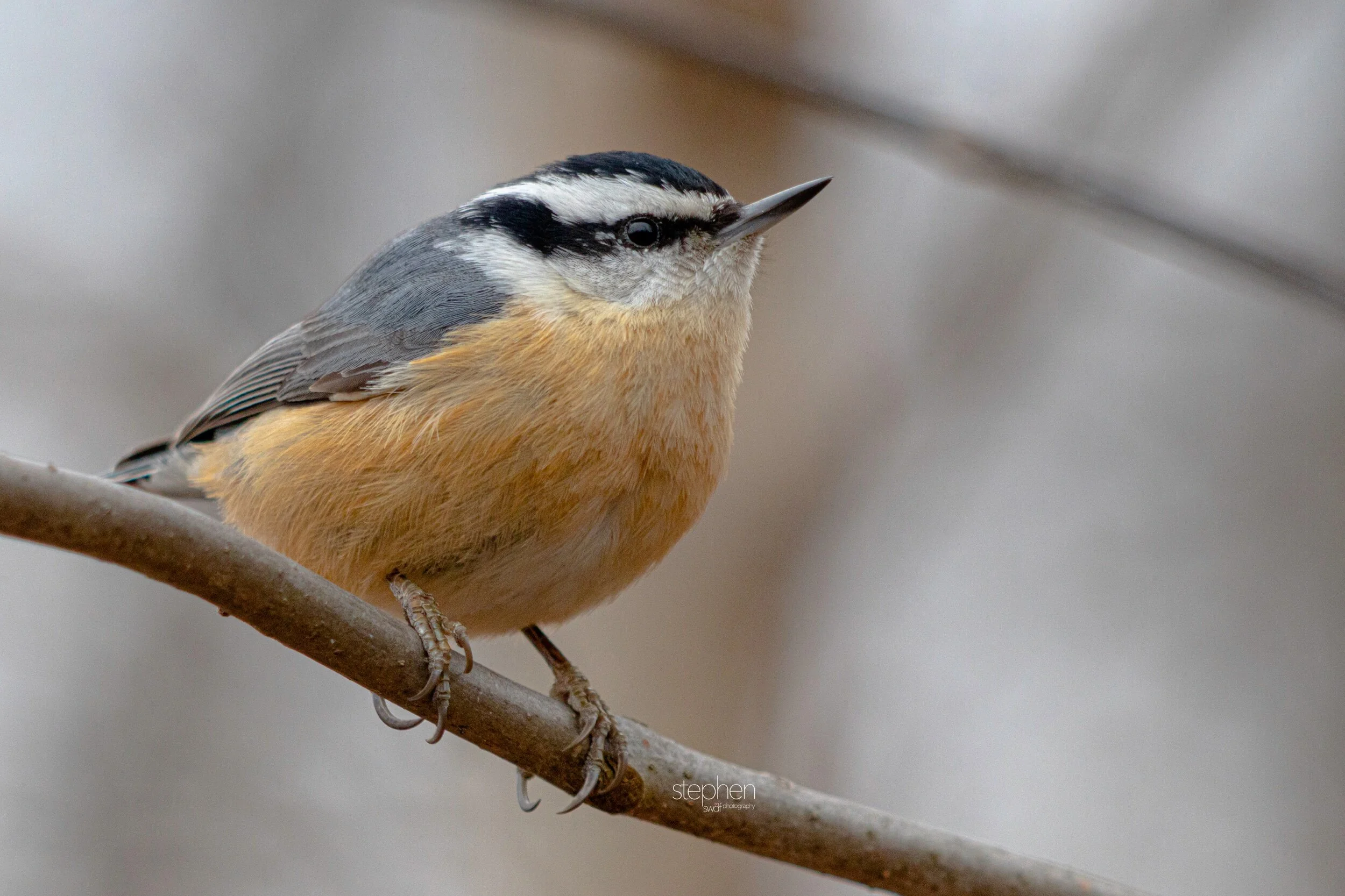 Red-Breasted Nuthatch2 - Sheldons Marsh.jpeg