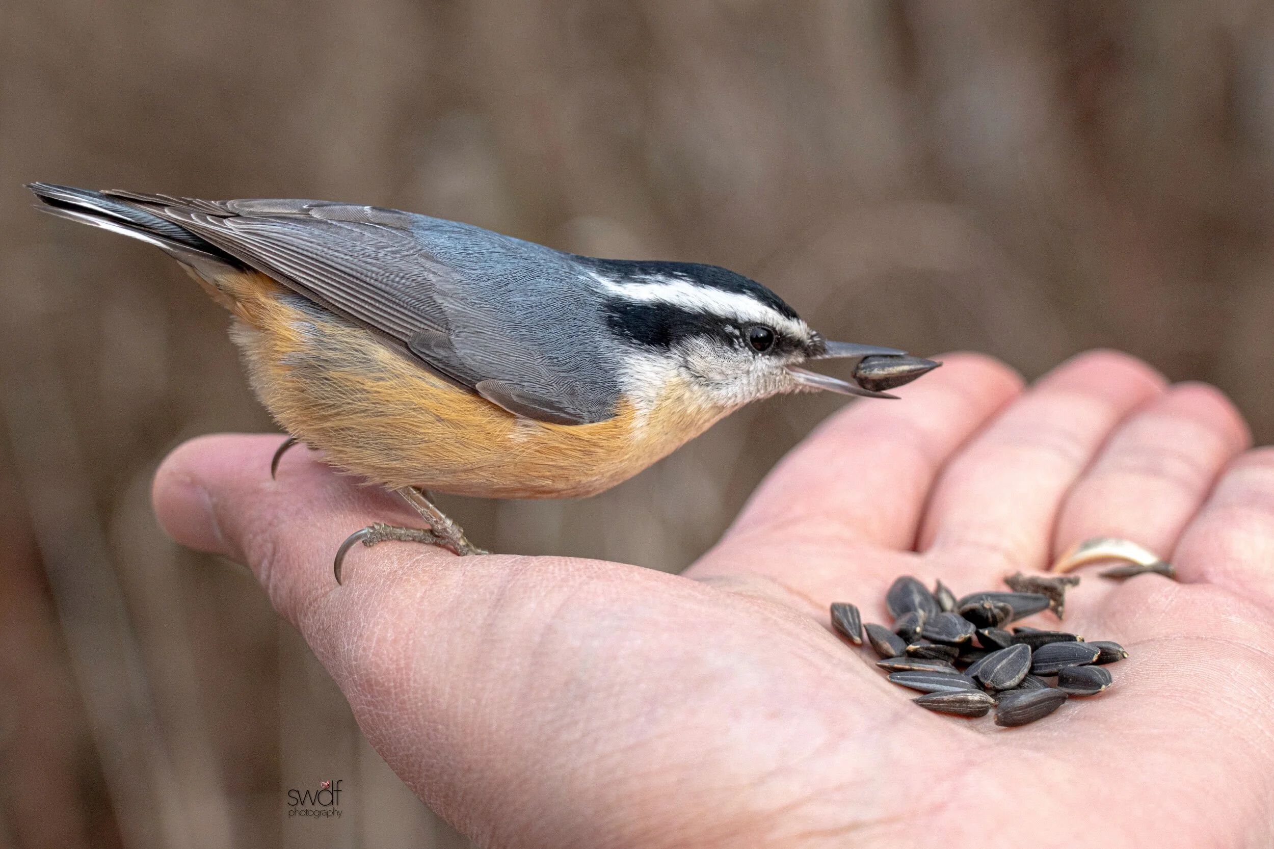 Red-Breasted Nuthatch3 - Sheldons Marsh.jpeg
