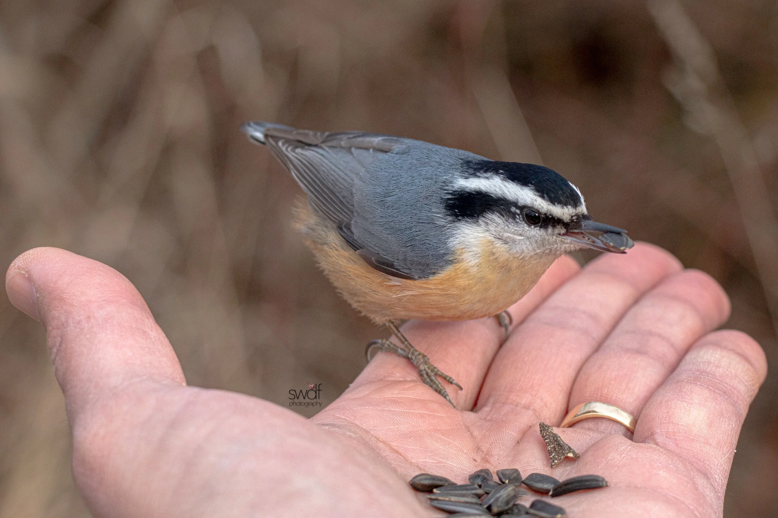 Red-Breasted Nuthatch4 - Sheldons Marsh.jpeg