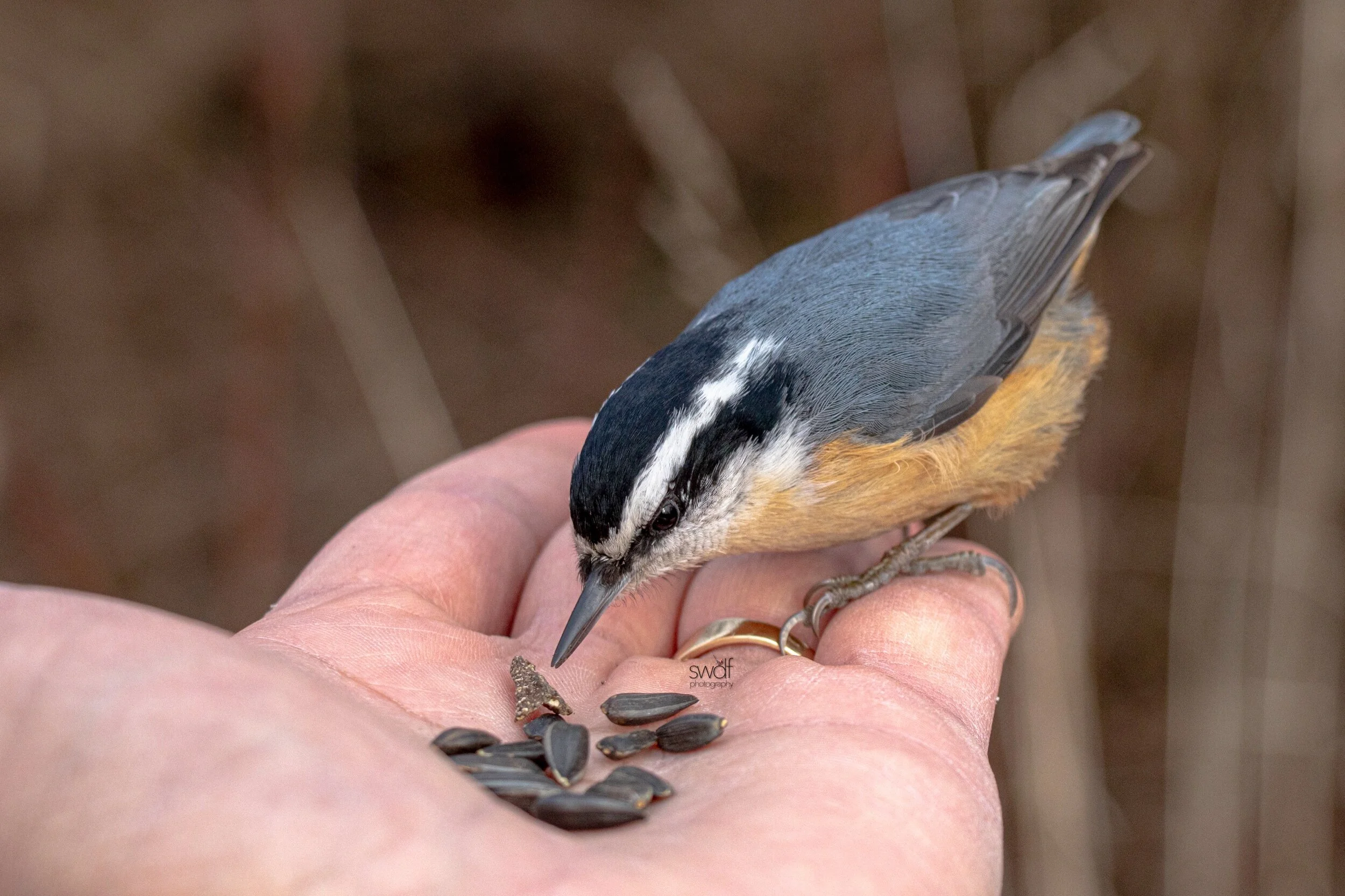 Red-Breasted Nuthatch5 - Sheldons Marsh.jpeg