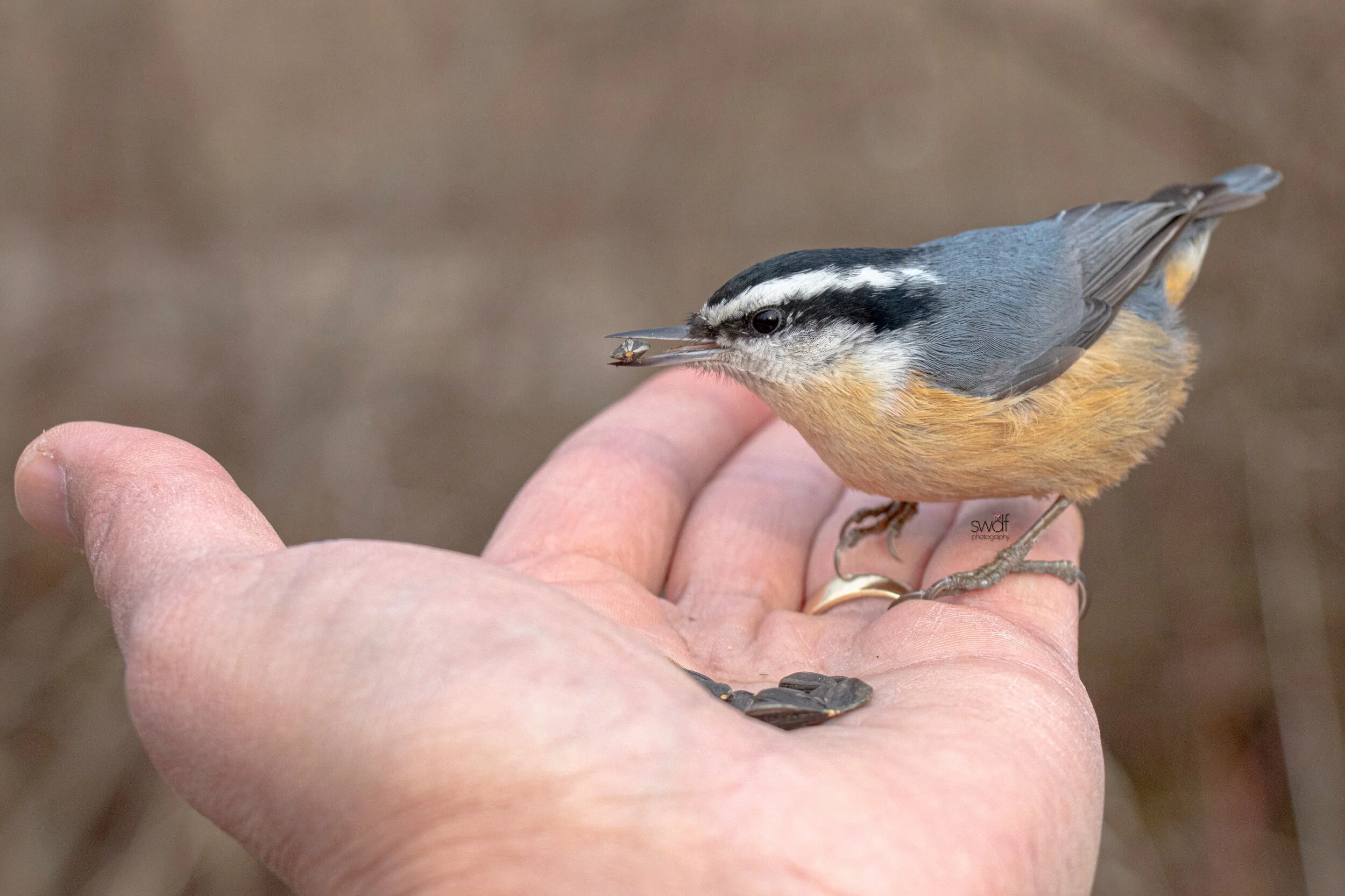 Red-Breasted Nuthatch7 - Sheldons Marsh.jpeg