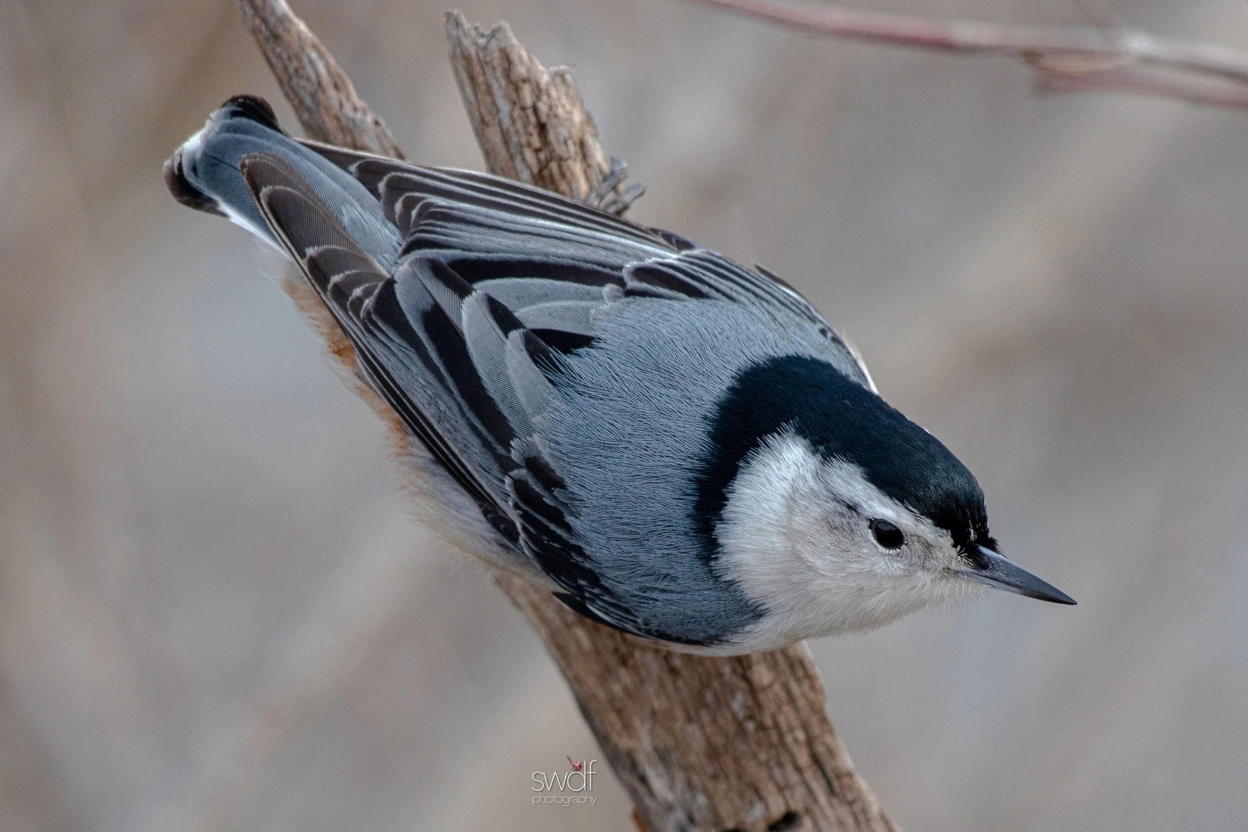 White-Breasted Nuthatch2 - Sheldons Marsh.jpeg