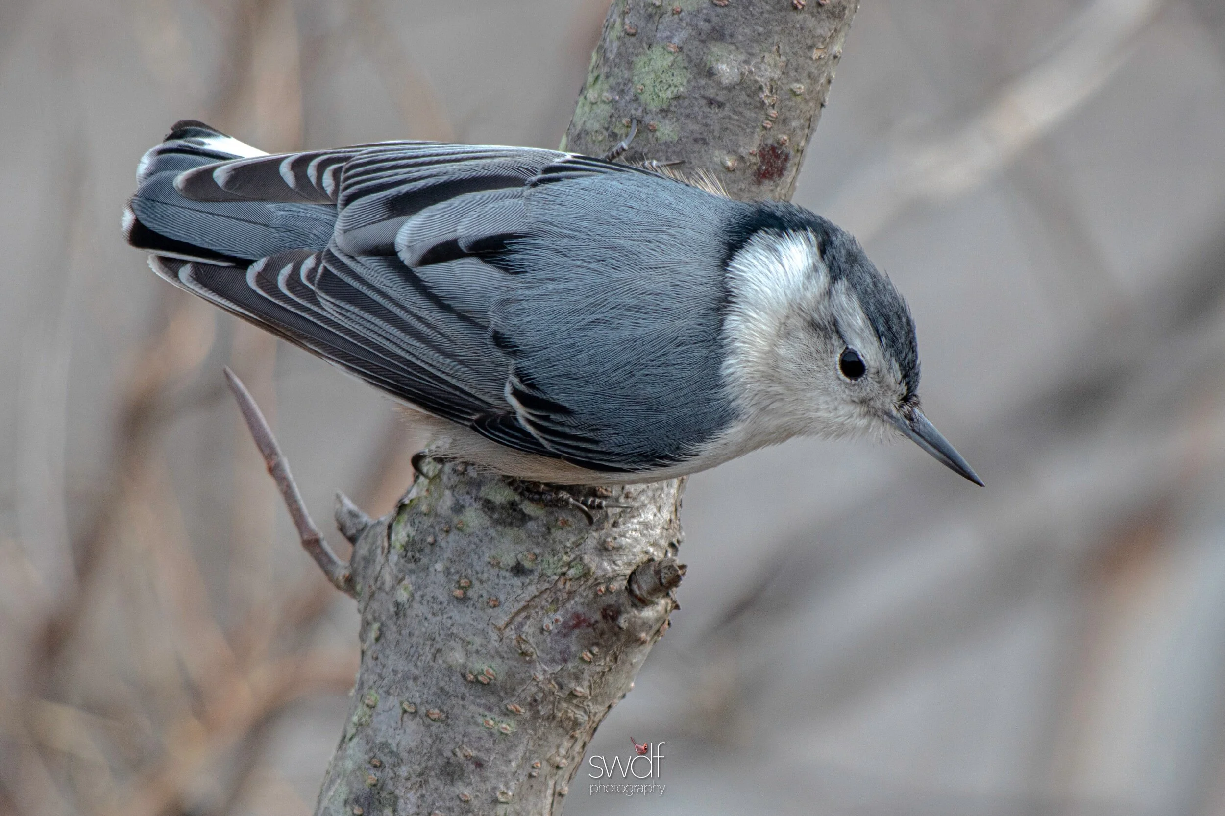 White-Breasted Nuthatch - Sheldons Marsh.jpeg