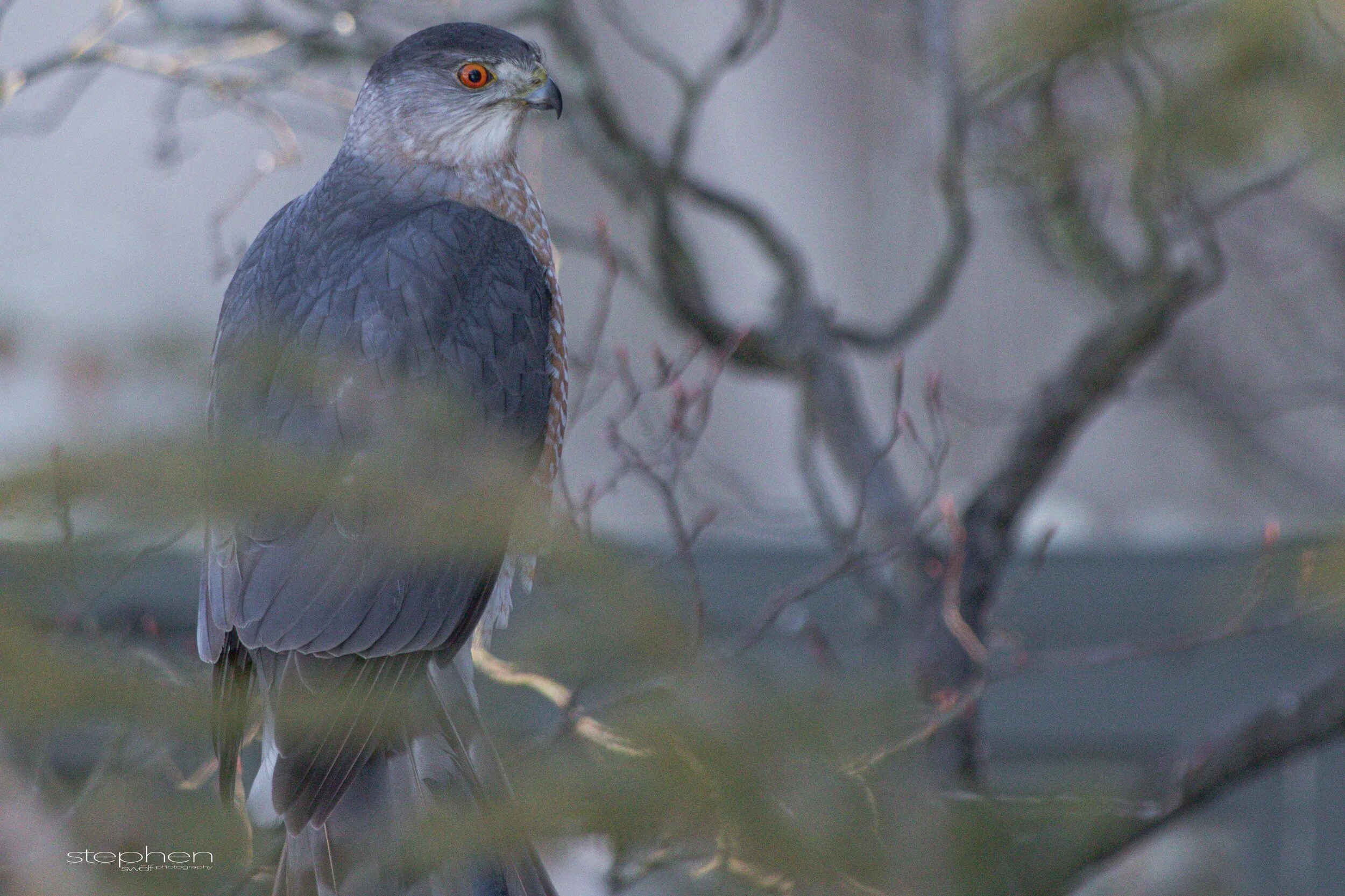 Coopers Hawk3 - Sandy Ridge.jpeg