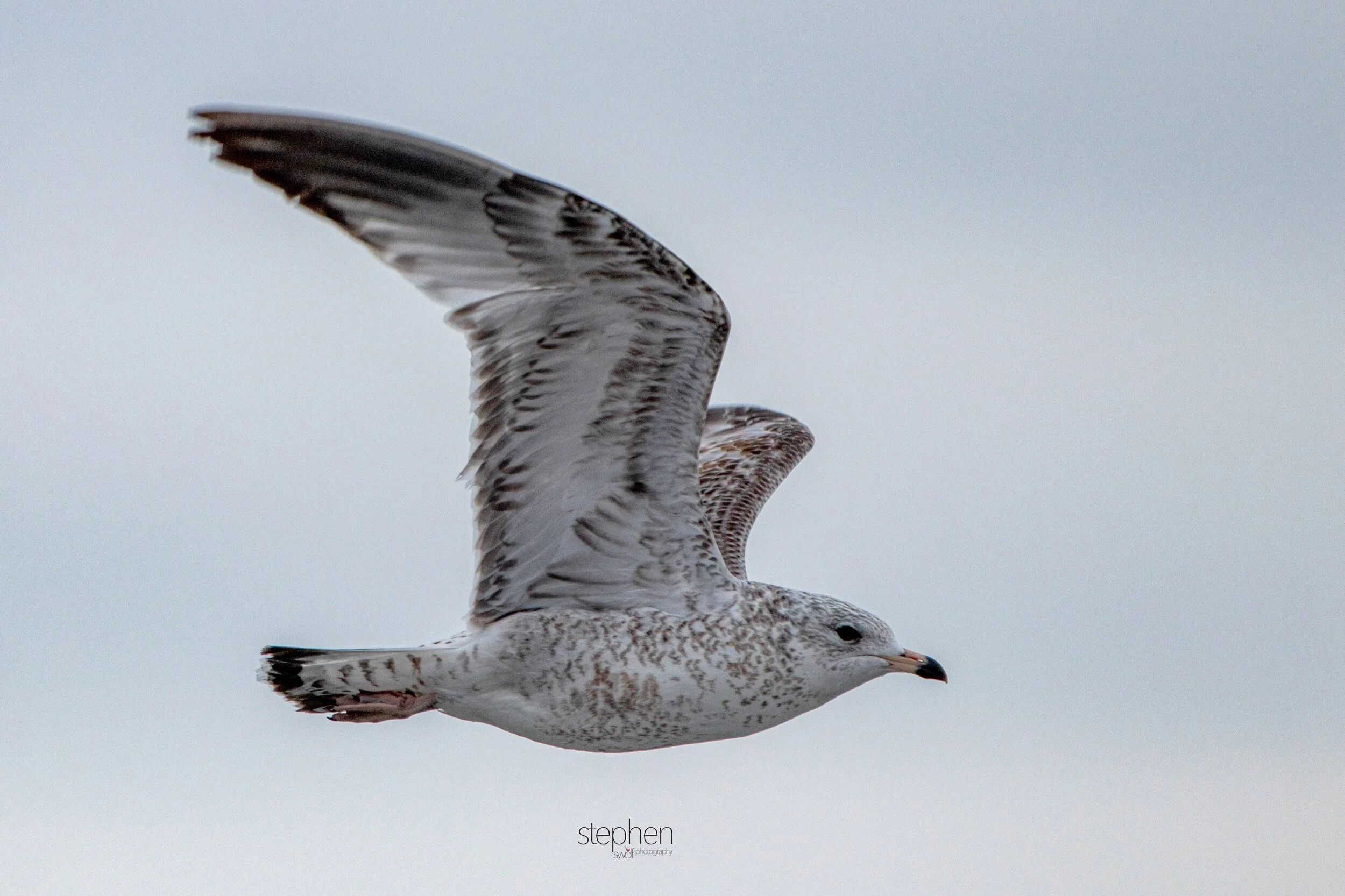 Ring Billed Gull.jpeg