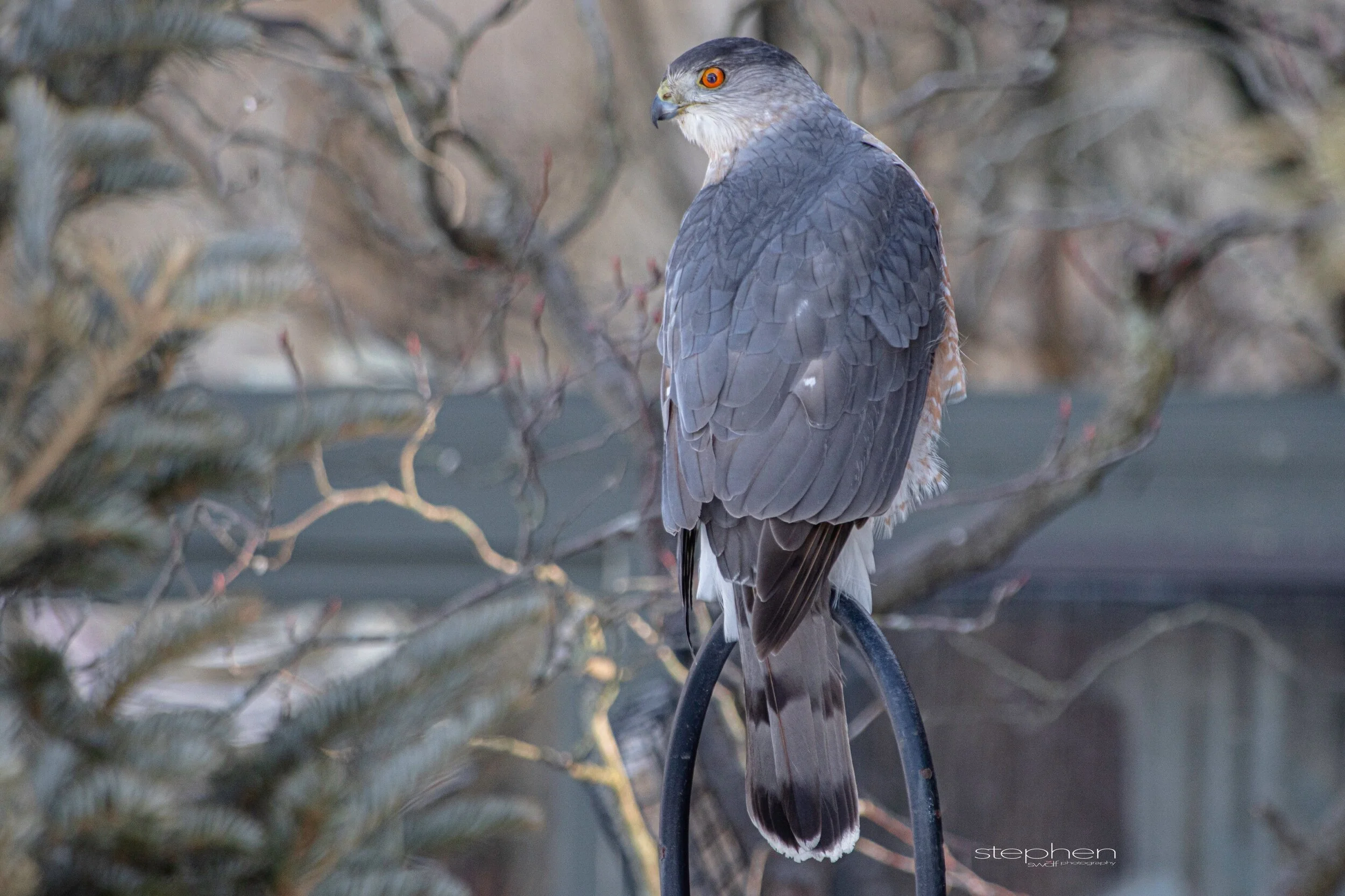 Coopers Hawk - Sandy Ridge.jpeg