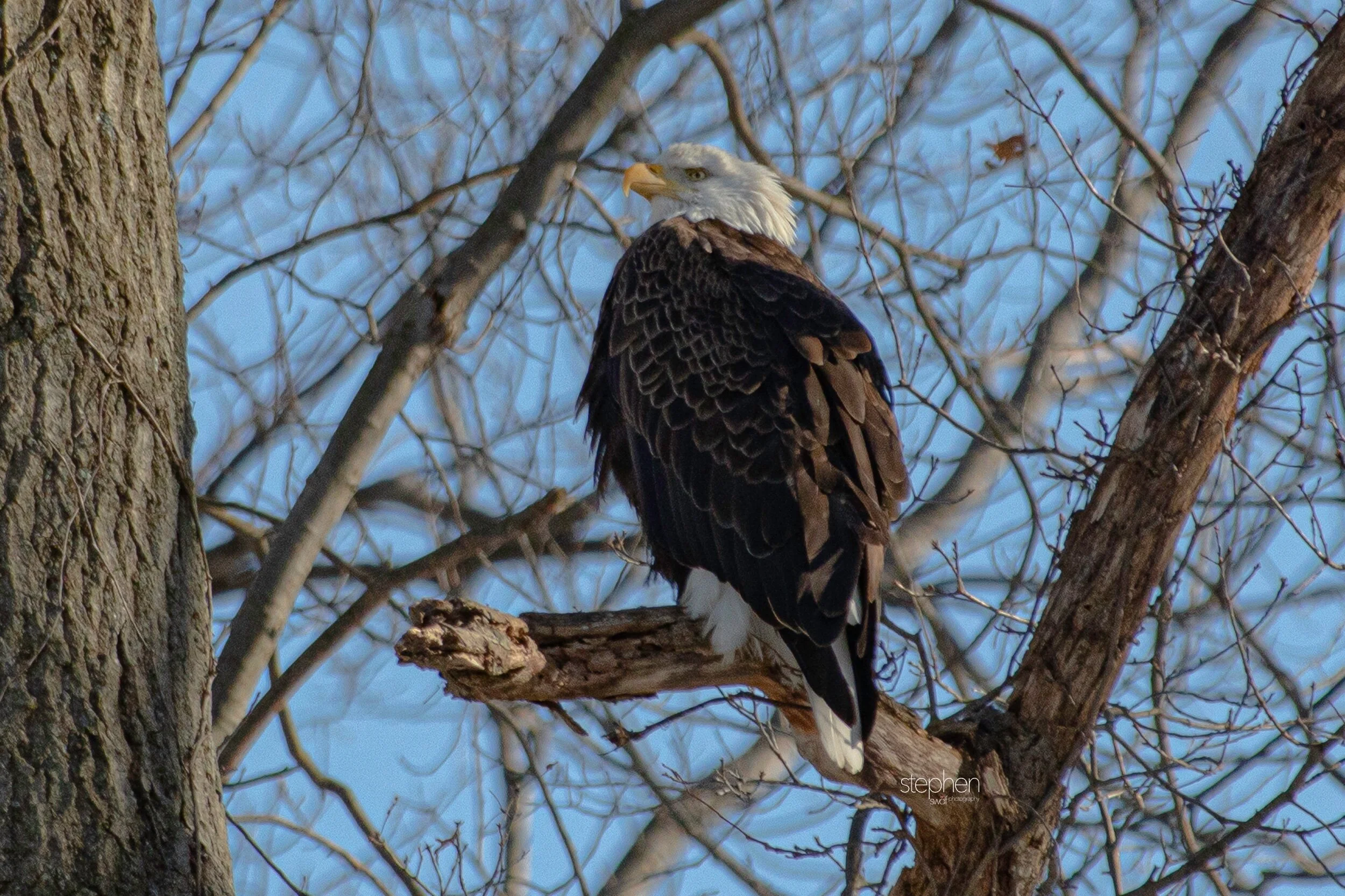 Bald Eagle2.jpeg