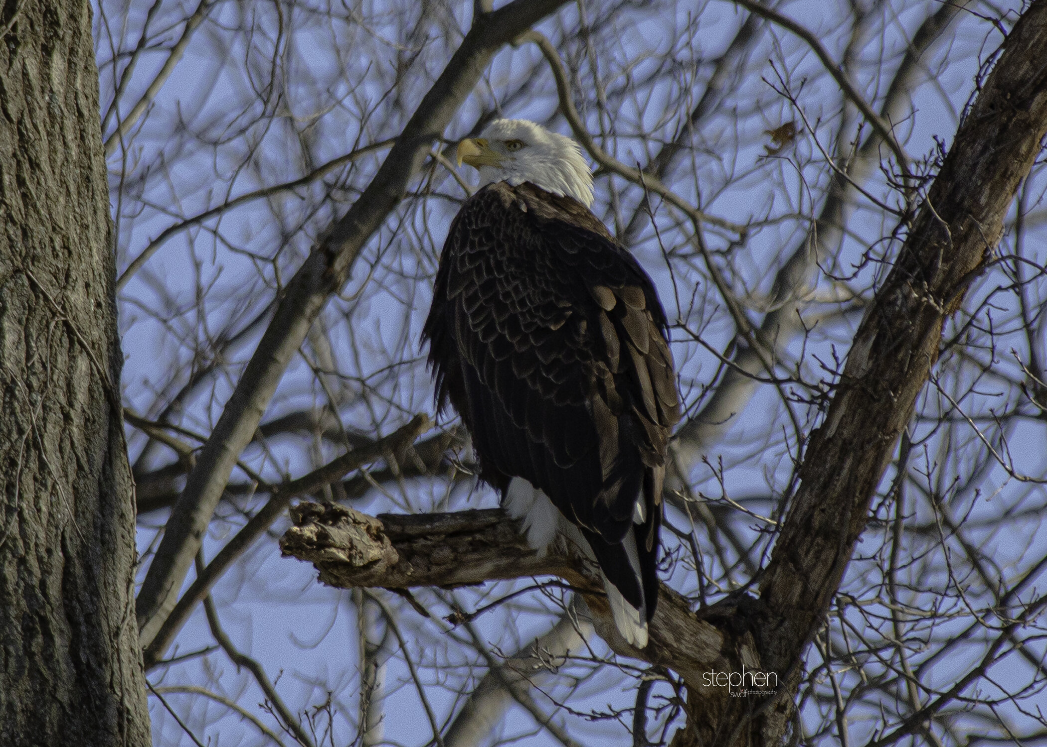 Bald Eagle3.jpeg