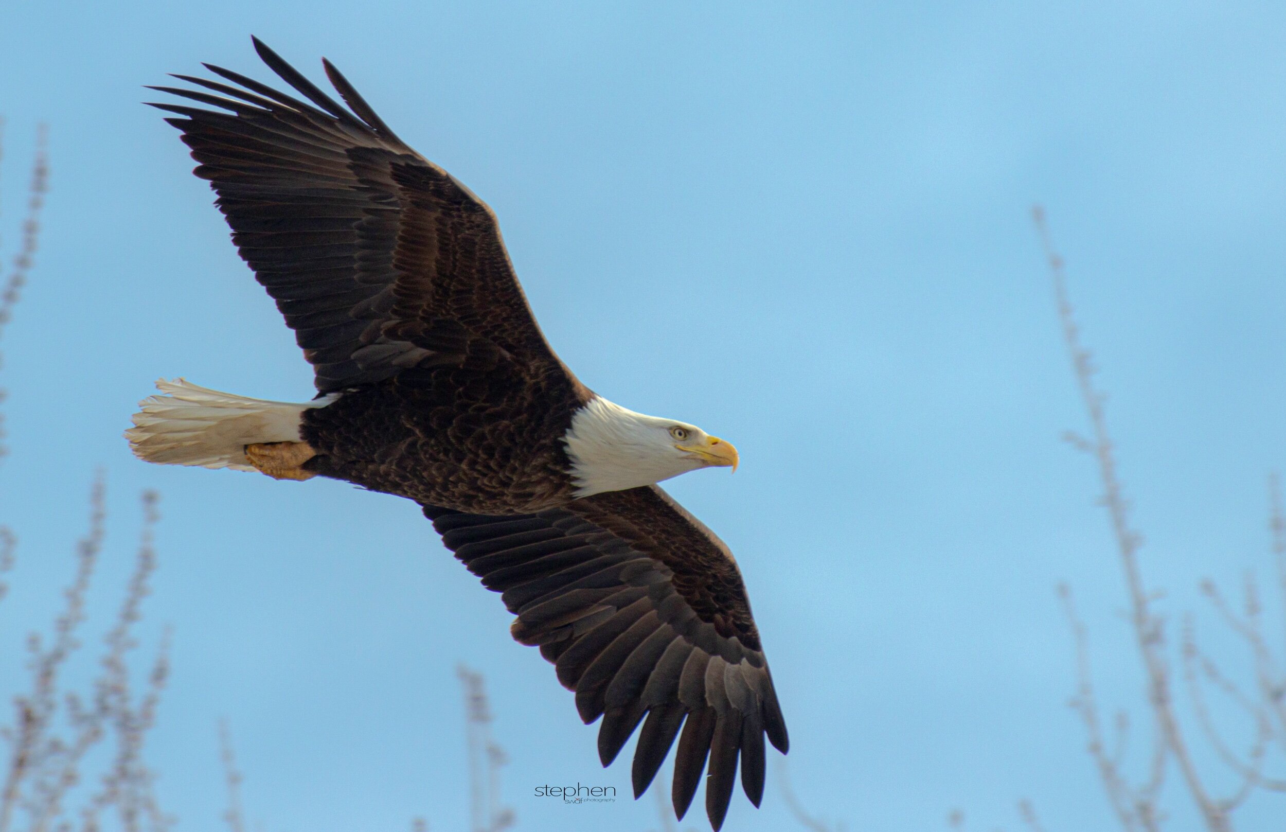 Bald Eagle REV.jpeg