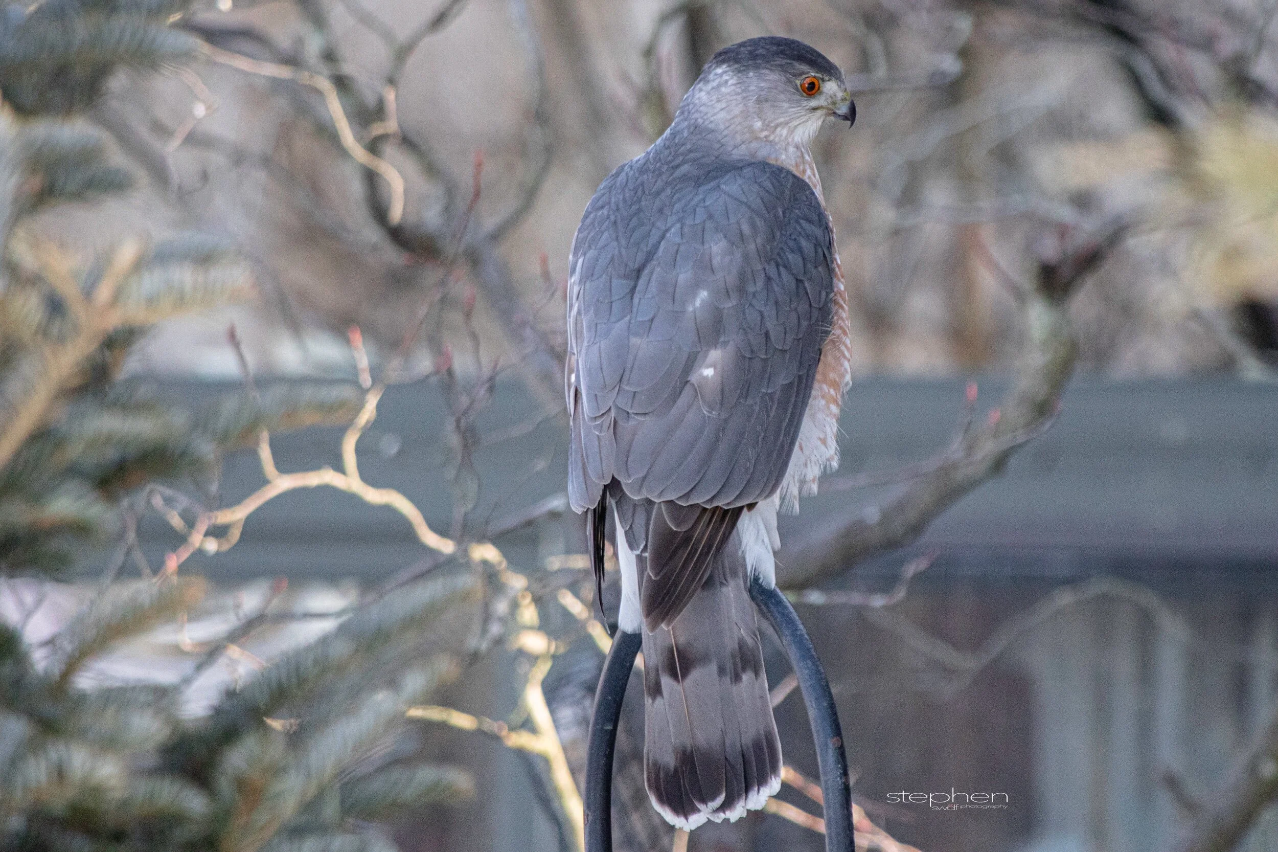 Coopers Hawk2 - Sandy Ridge.jpeg