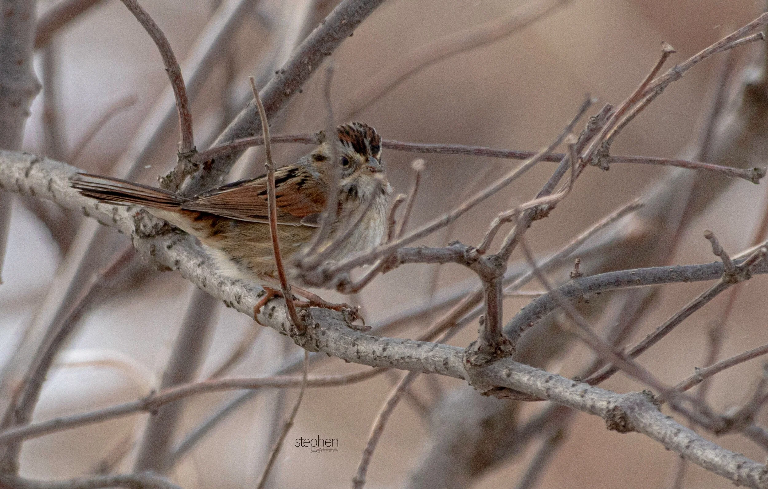Swamp Sparrow3 - Mentor Marsh.jpeg