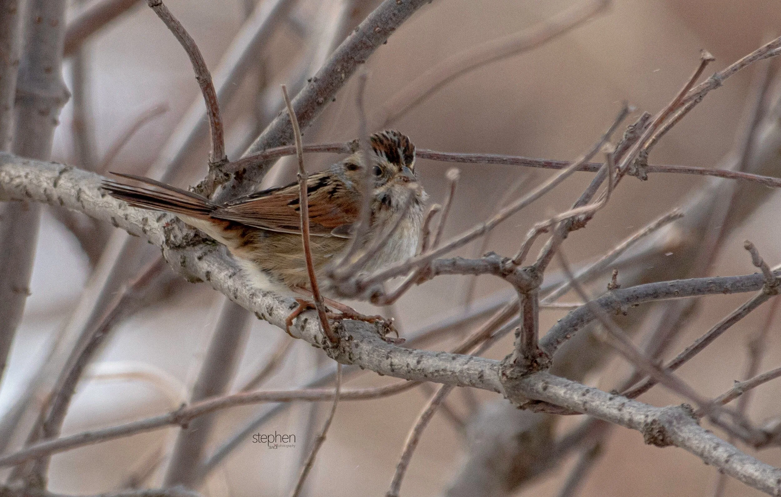 Swamp Sparrow - Mentor Marsh.jpeg