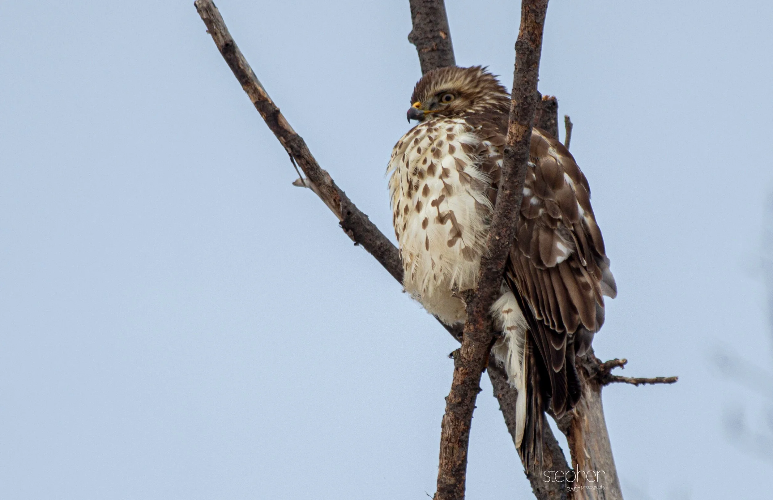 Hawk2 - Mentor Marsh.jpeg