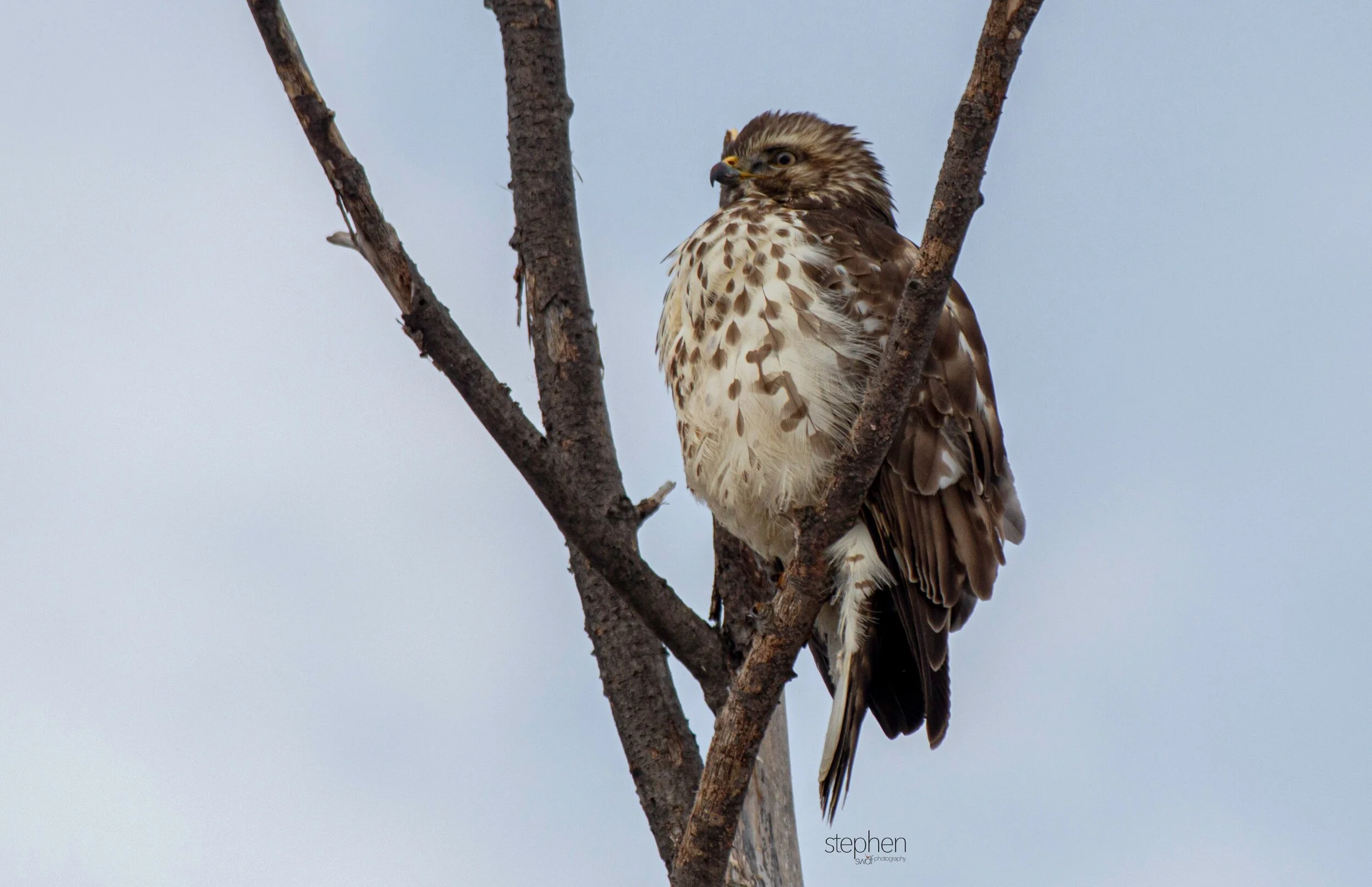 Hawk3 - Mentor Marsh.jpeg