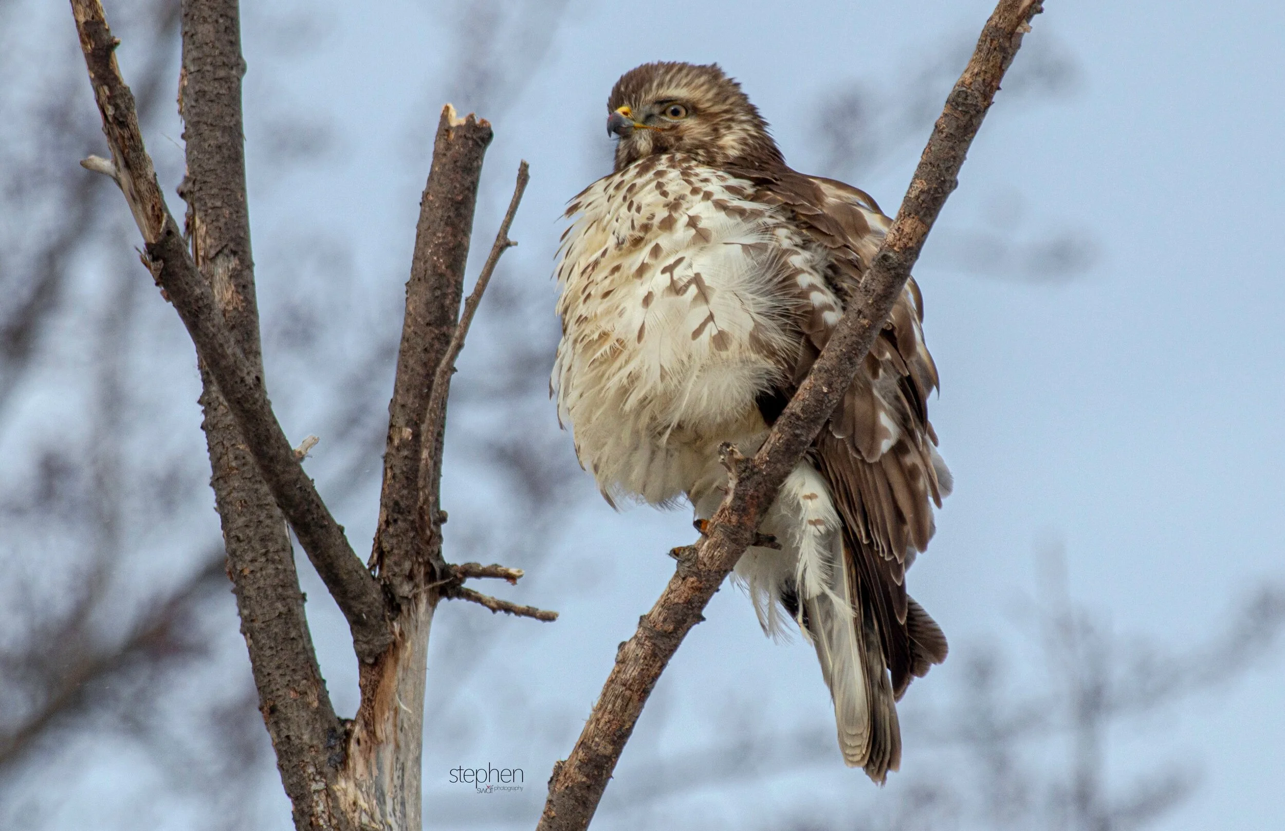 Hawk5 - Mentor Marsh.jpeg