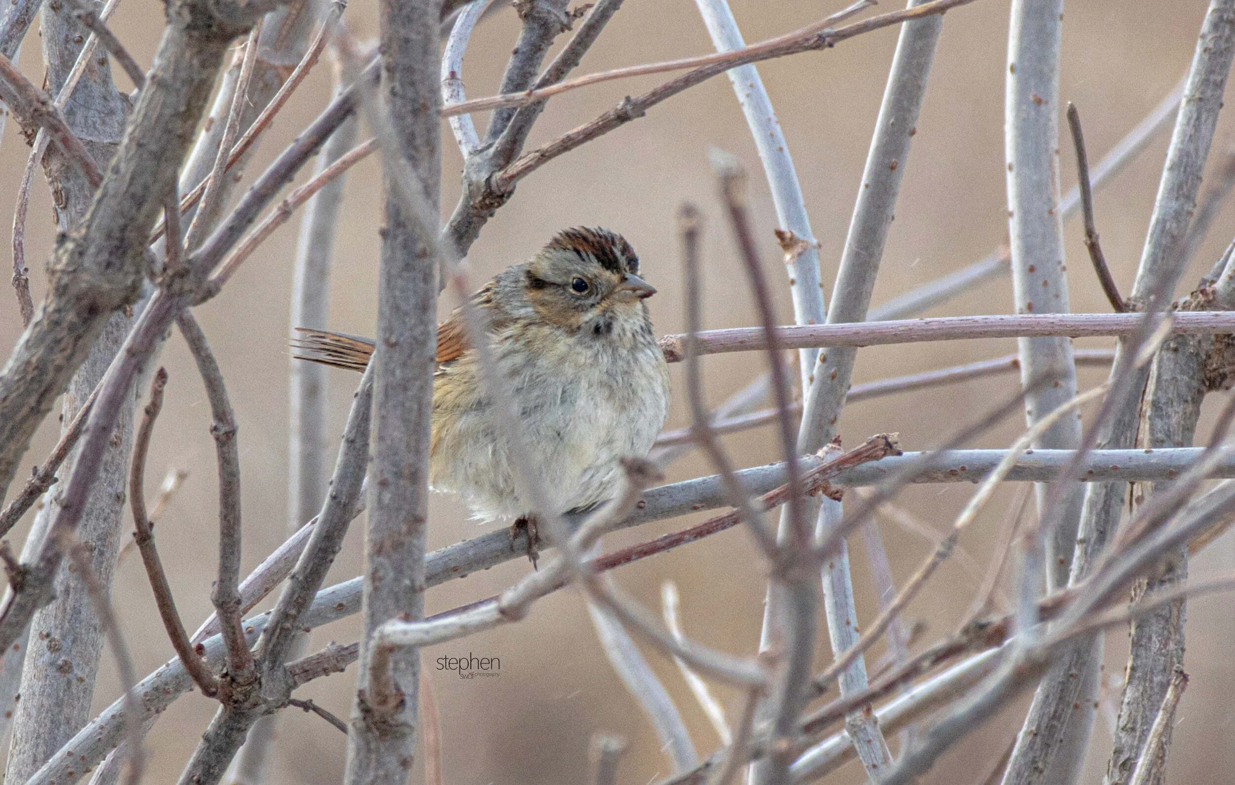Swamp Sparrow2 - Mentor Marsh.jpeg