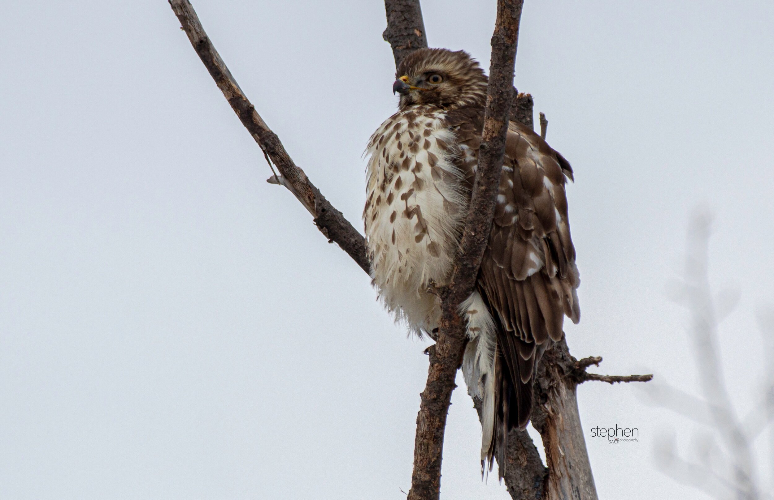 Hawk - Mentor Marsh.jpeg