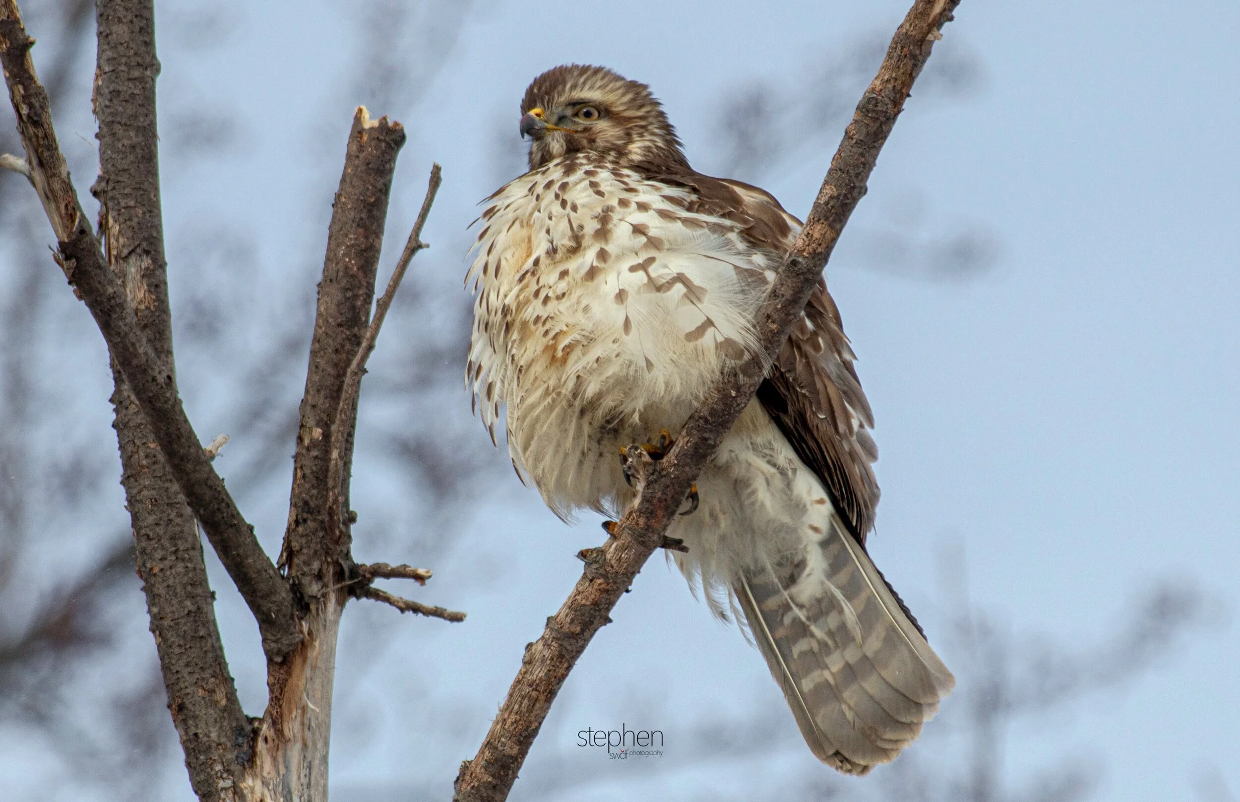 Hawk4 - Mentor Marsh.jpeg