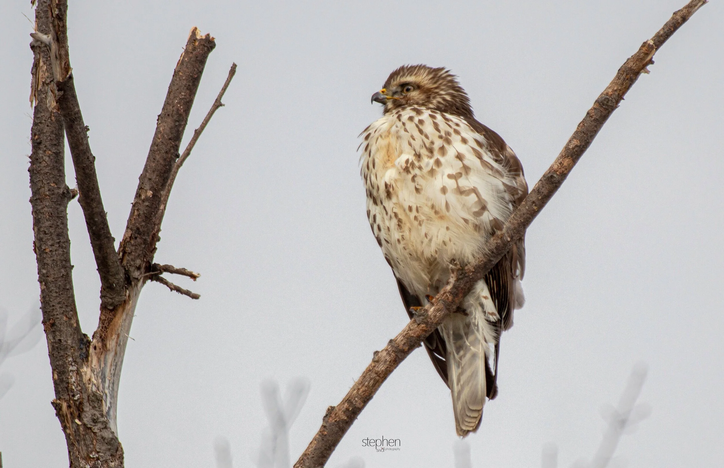 Hawk6 - Mentor Marsh.jpeg