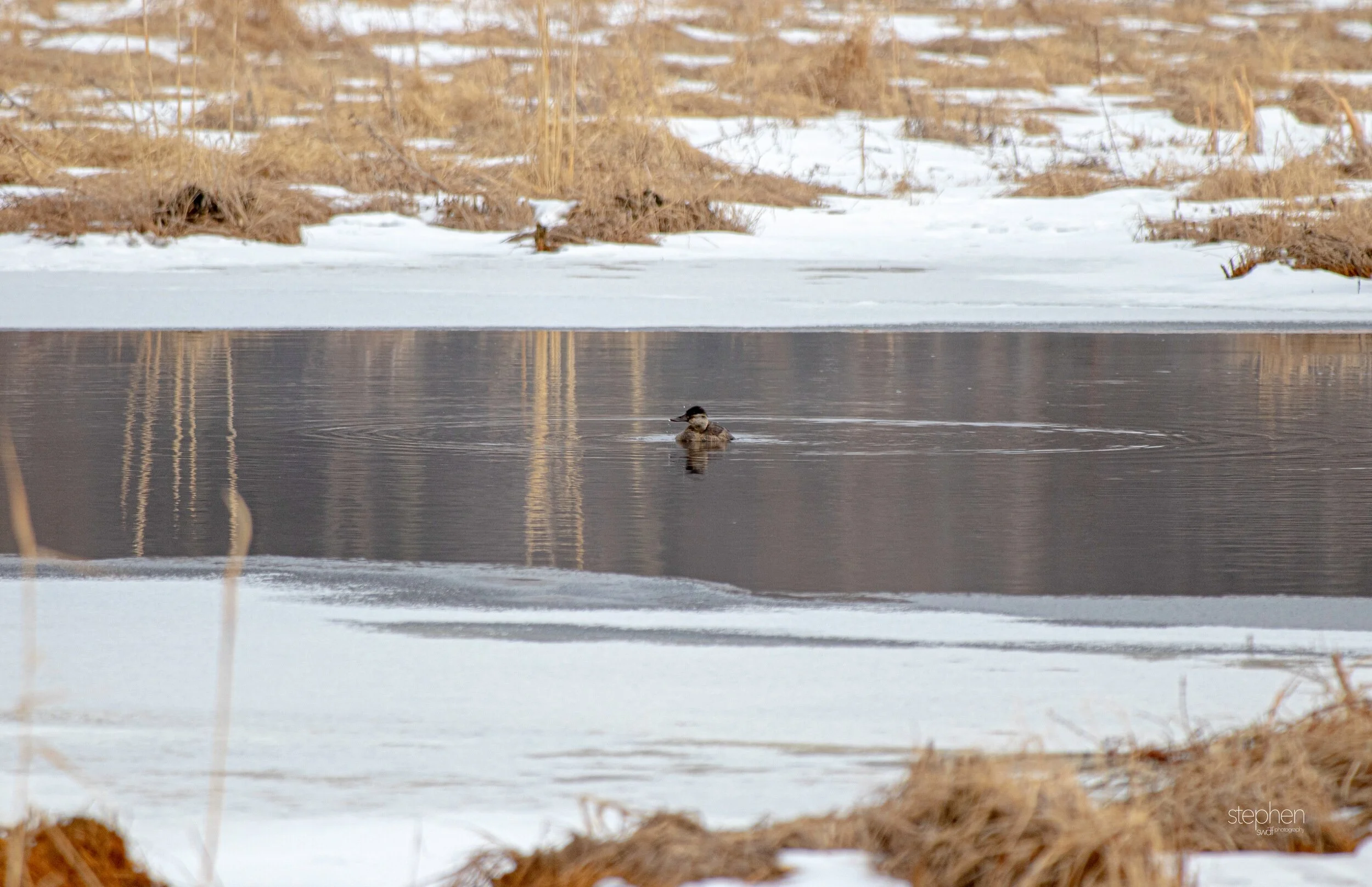 Wintry Ruddy Duck - Mentor Marsh.jpeg